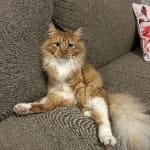 Fluffy