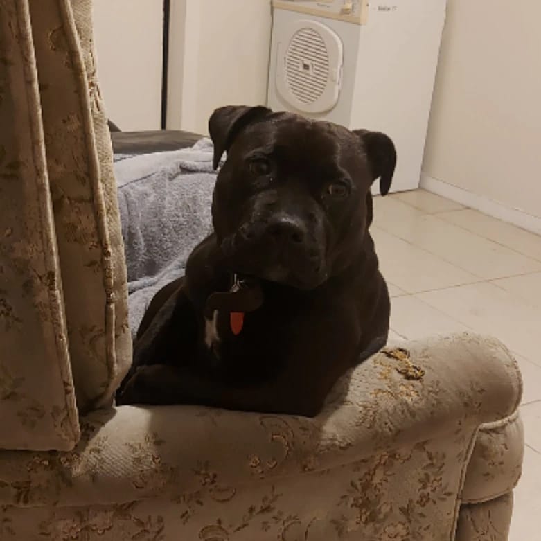 Asha
