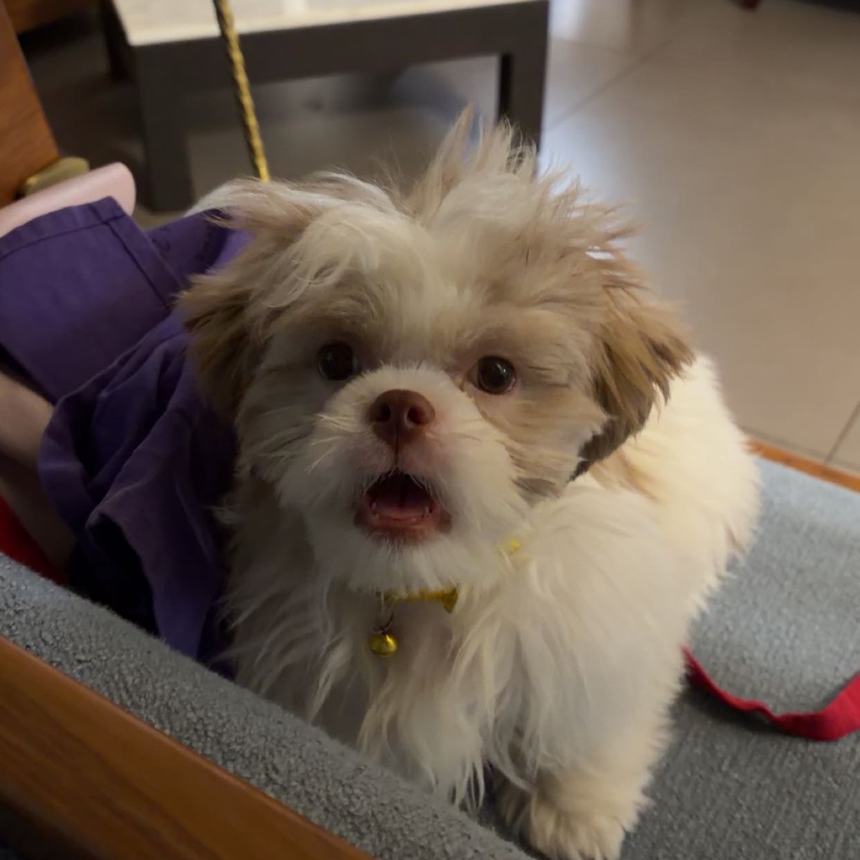Miko