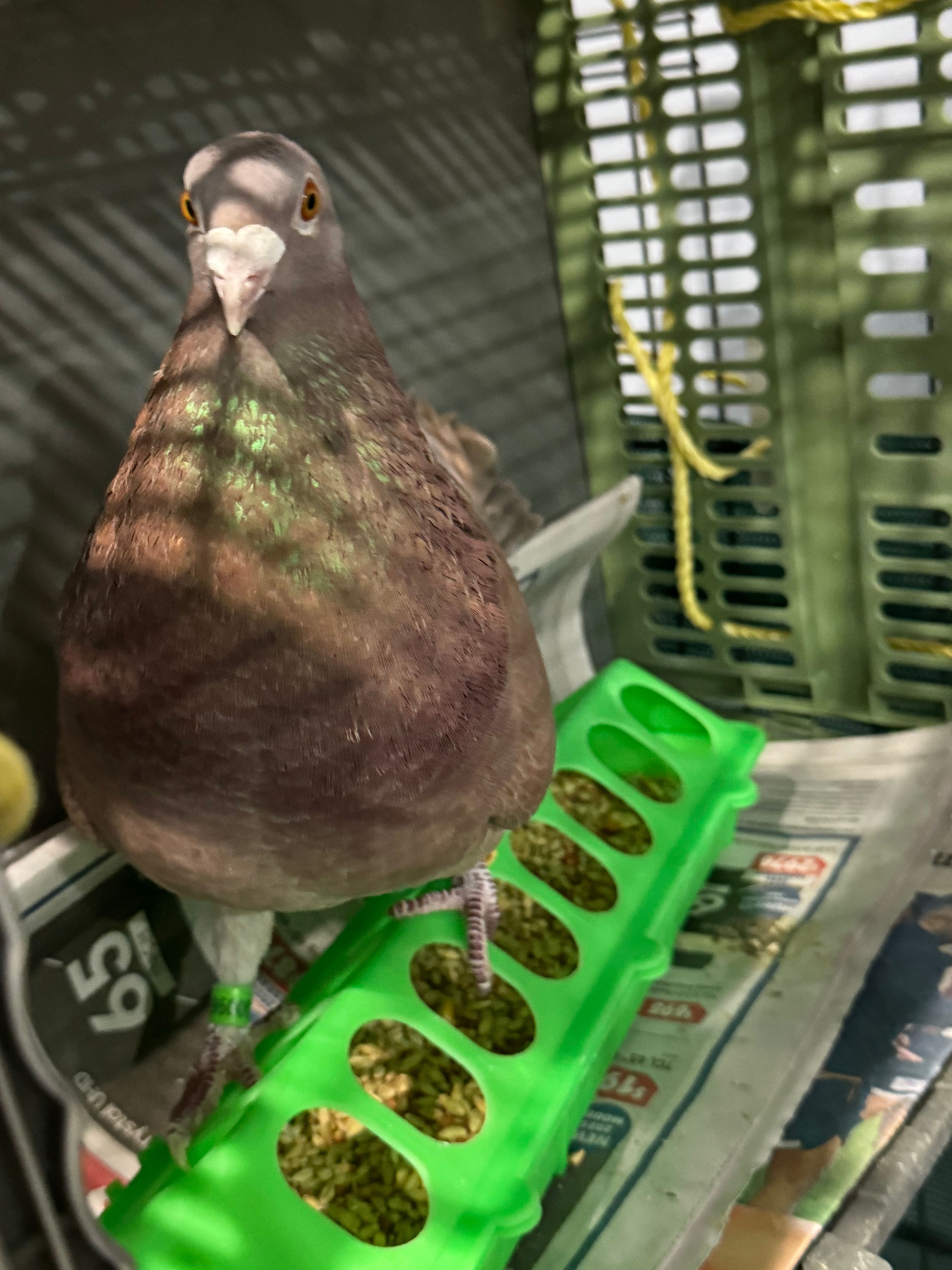 image-10