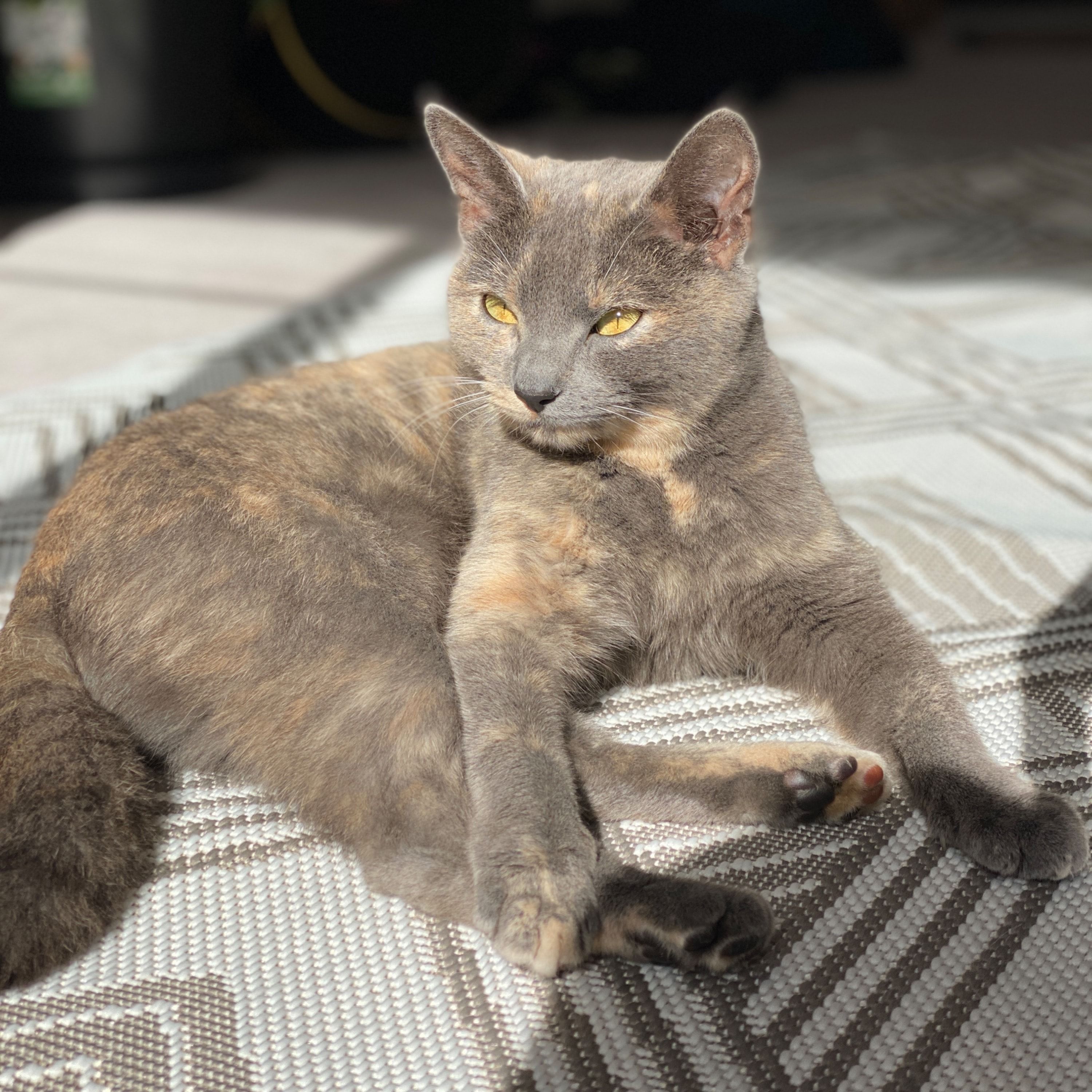 Lola