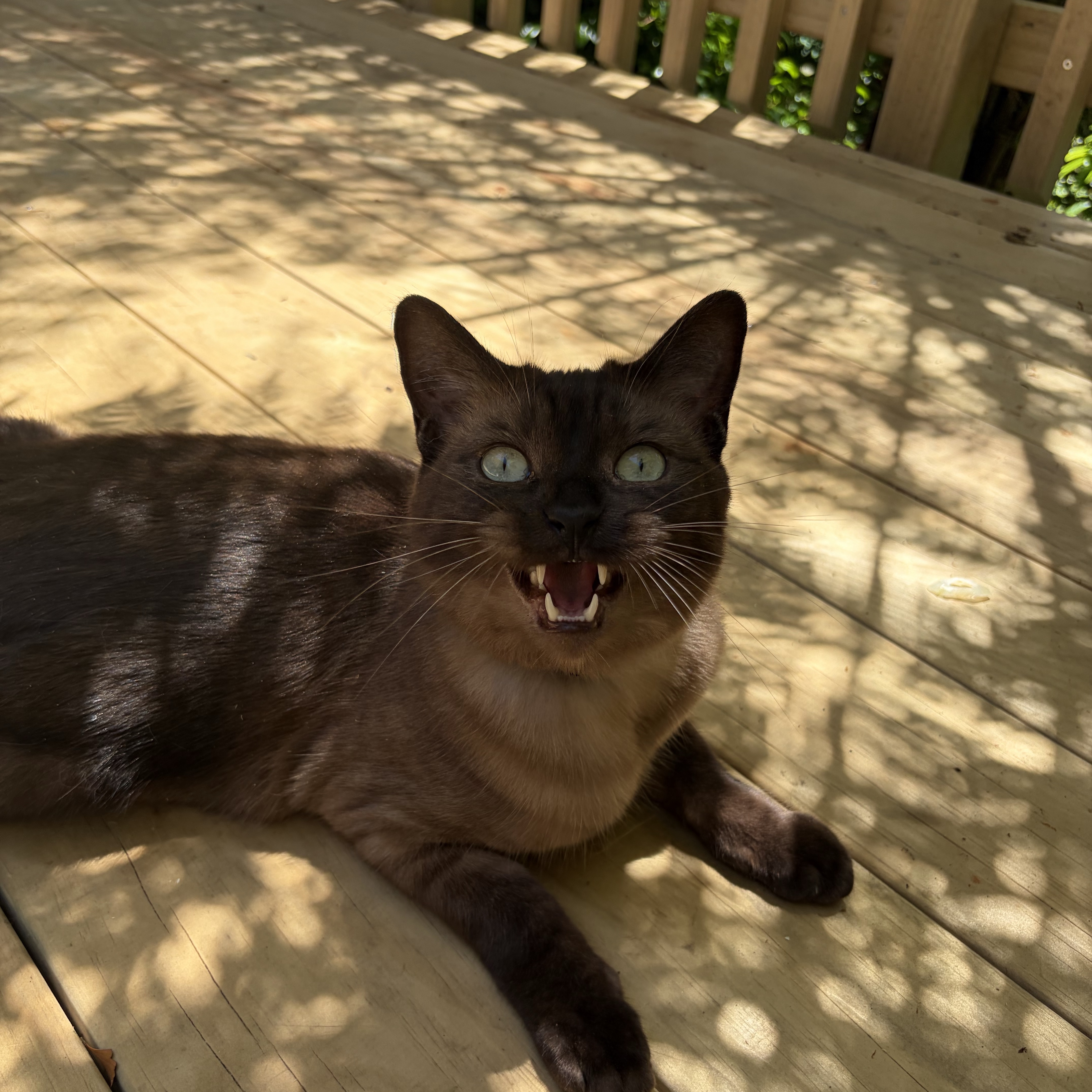 Obie