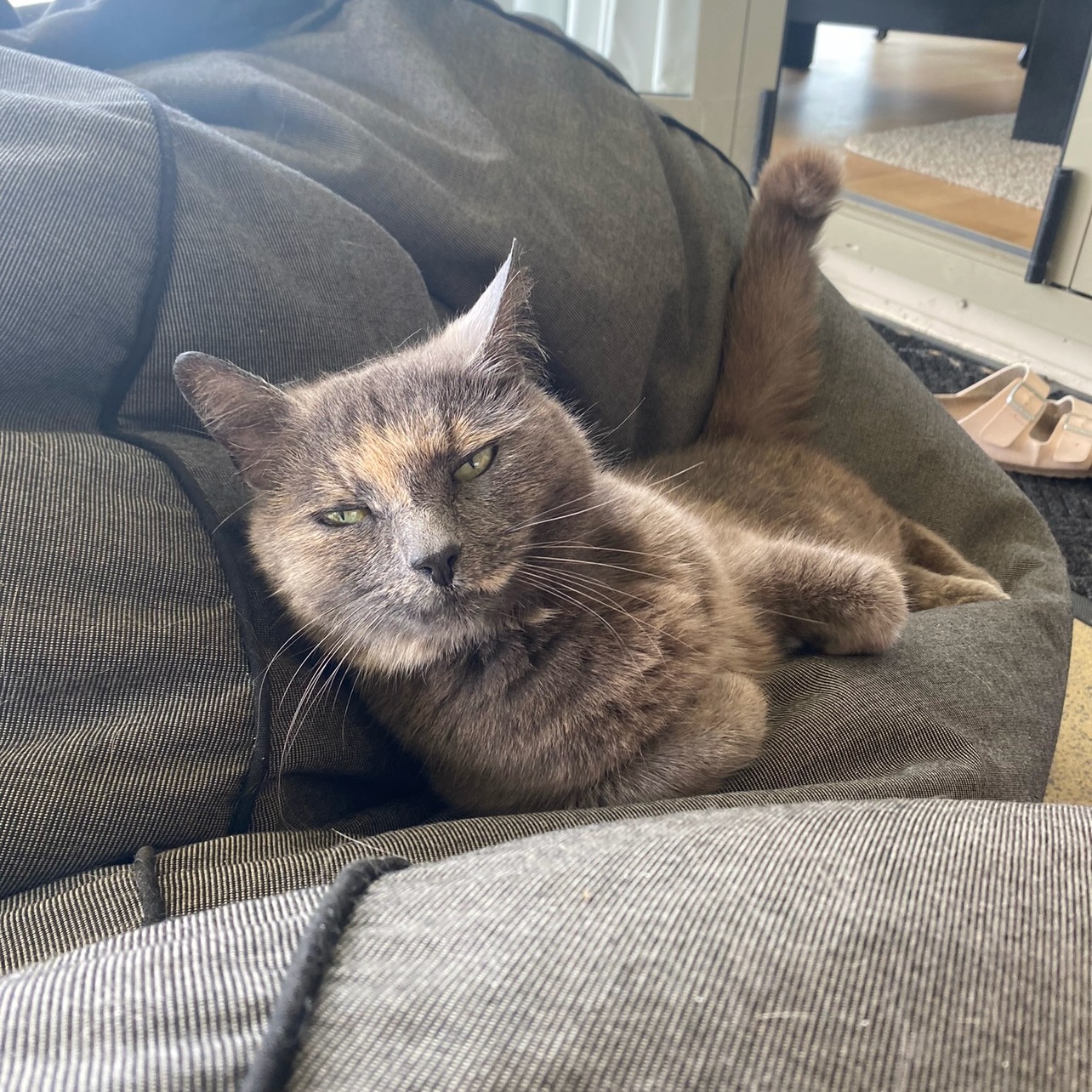 Maia