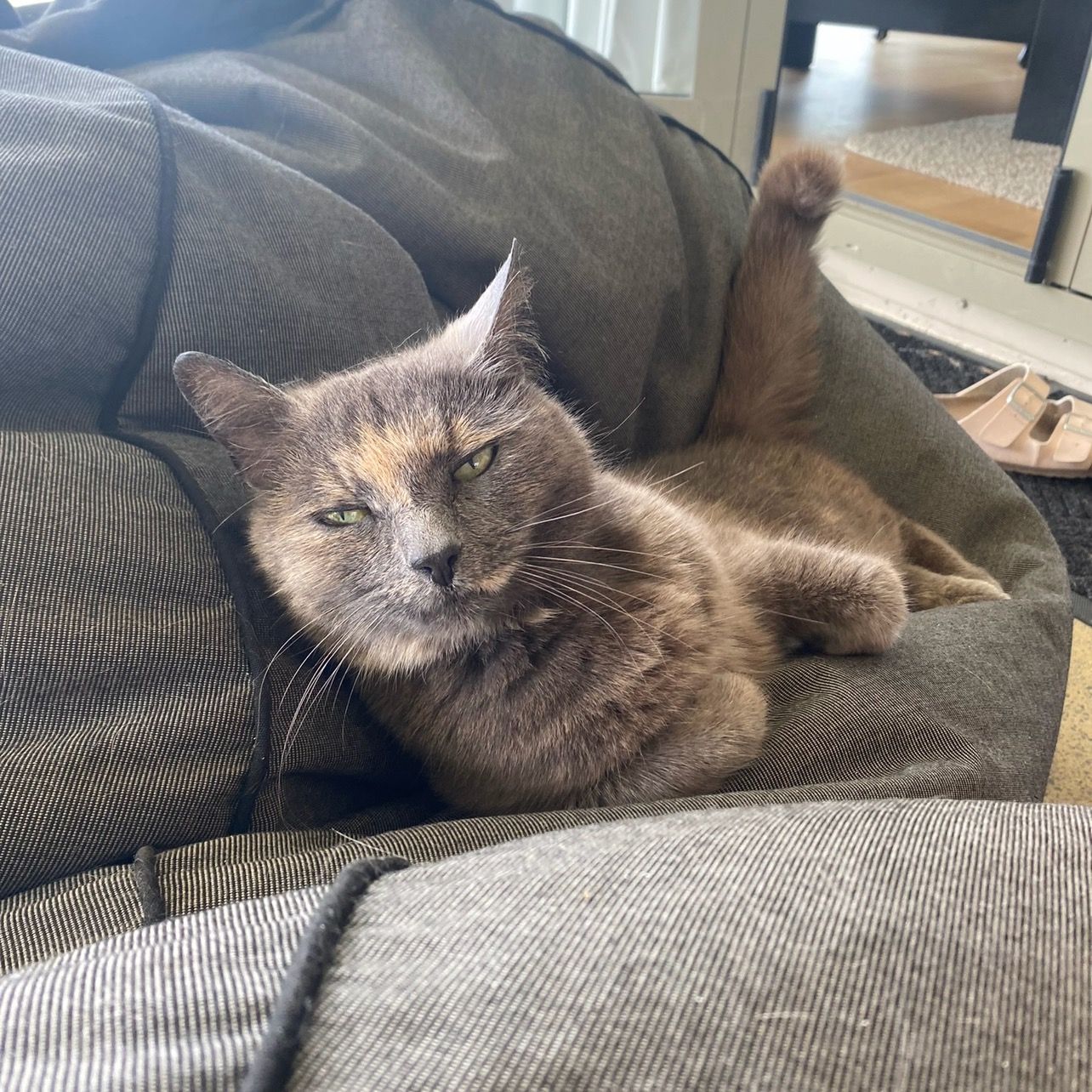 Maia
