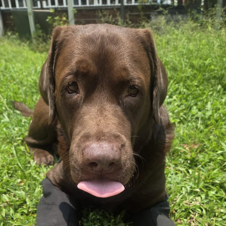 Enzo