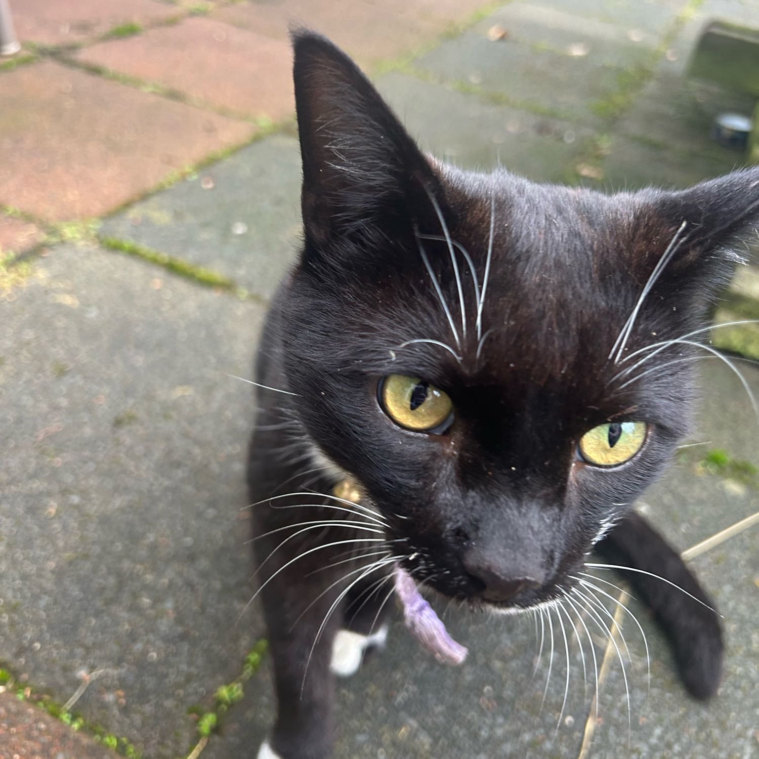 Puss