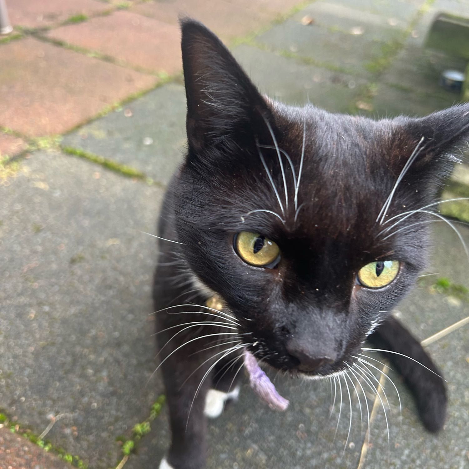 Puss