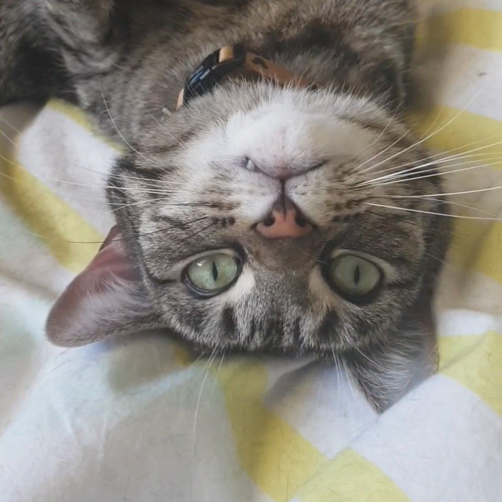 Evie