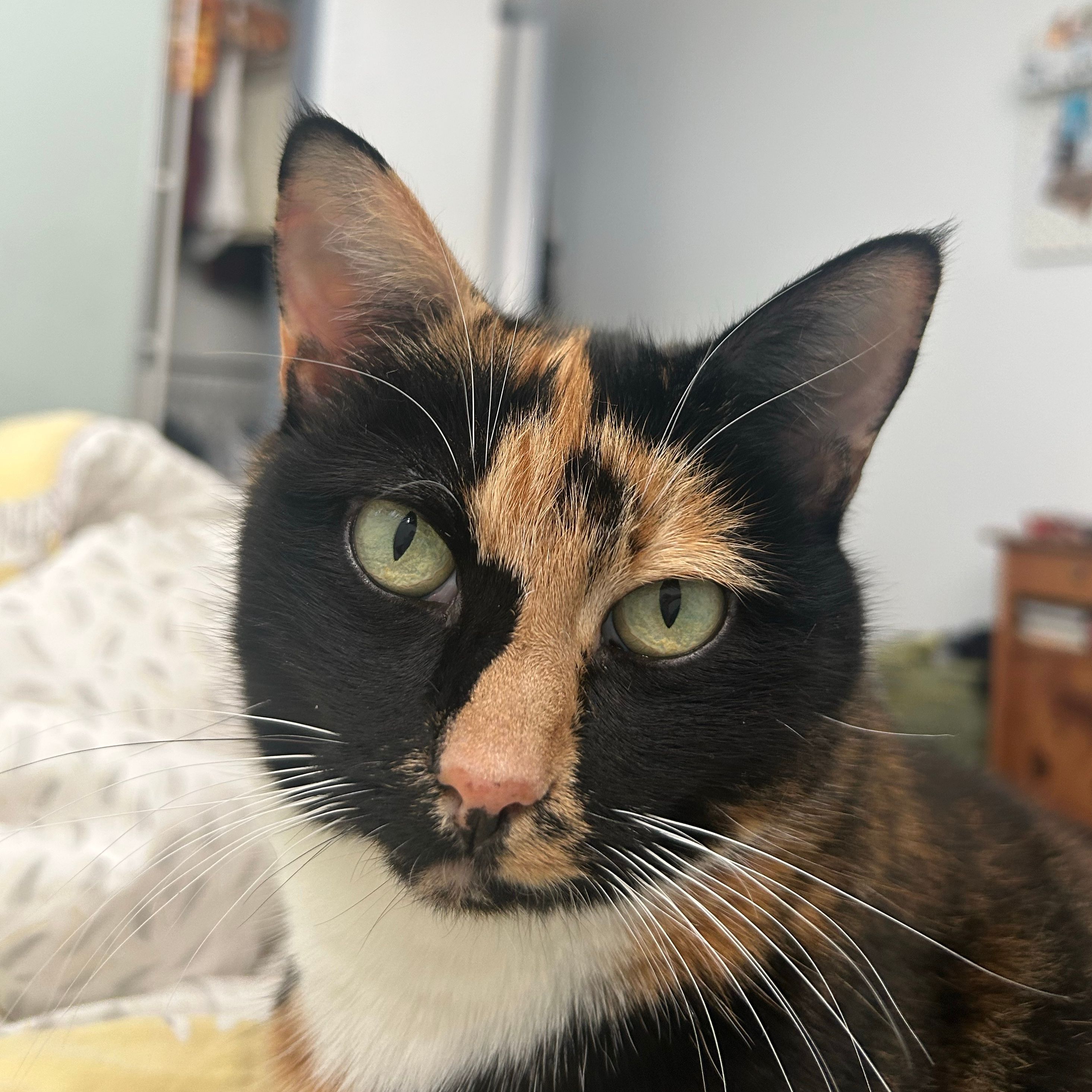 Polly