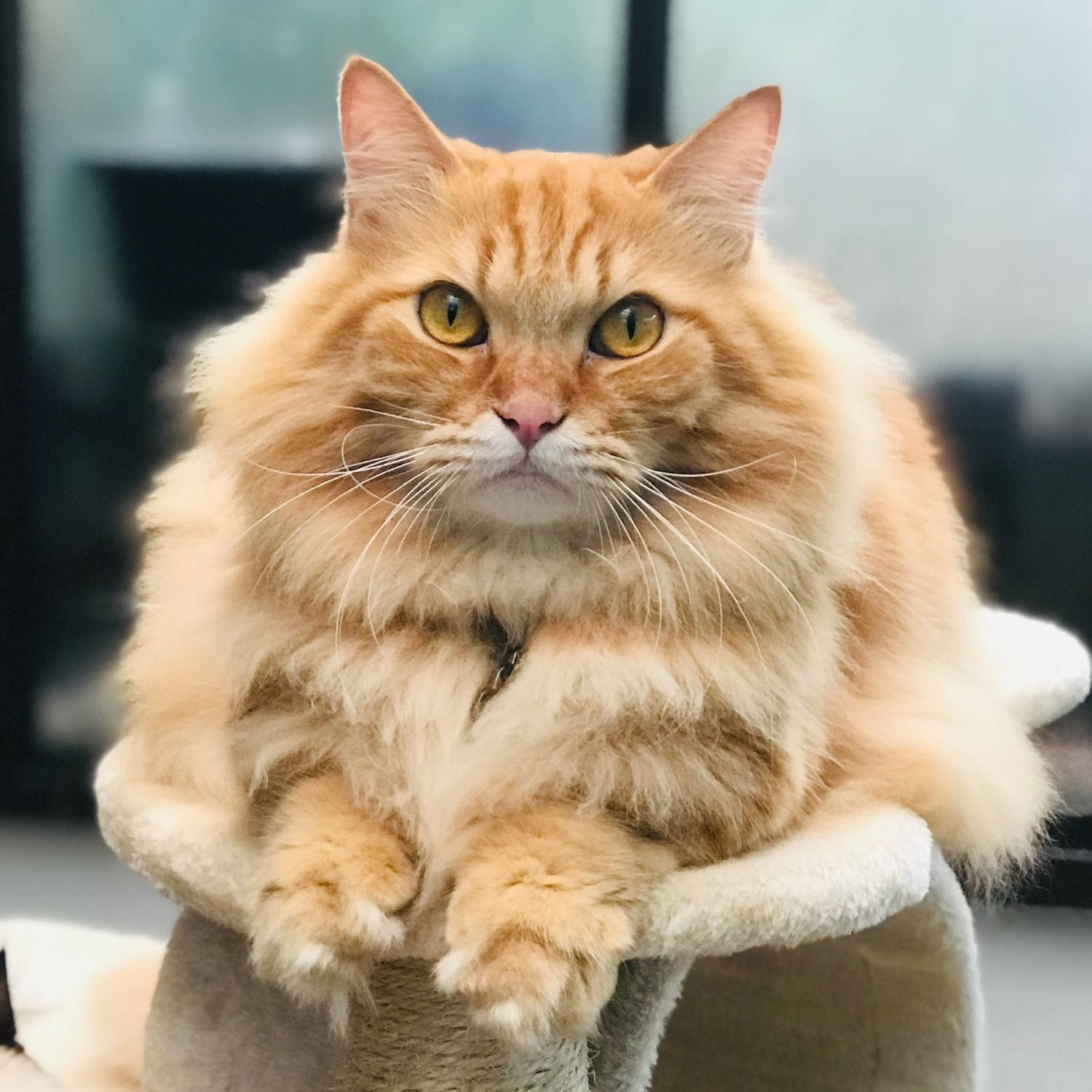 Fluffy
