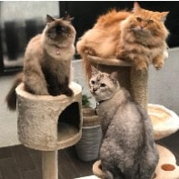 Boy2 / Girl2 / Fluffy