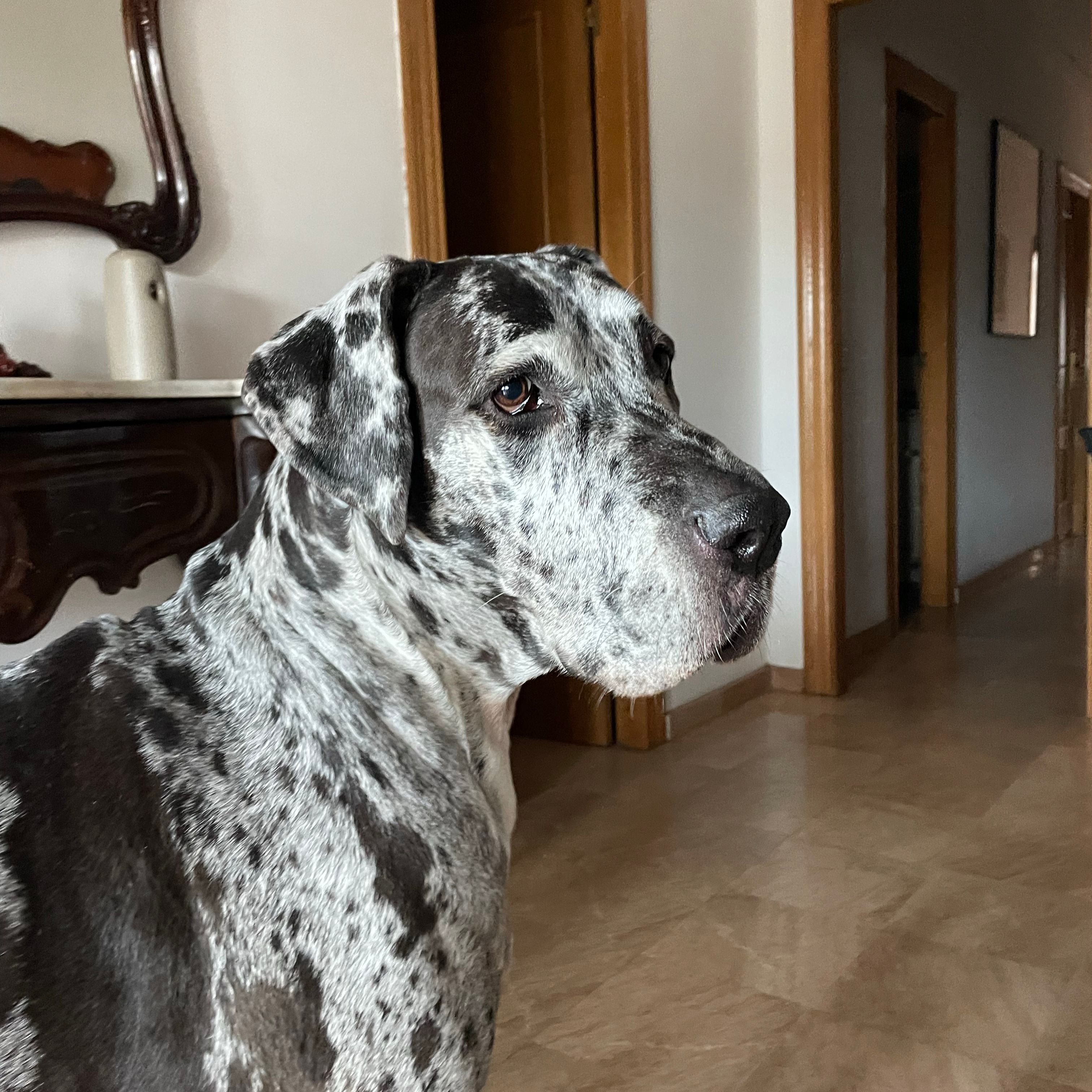 Lola