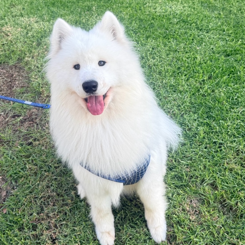 Ammy