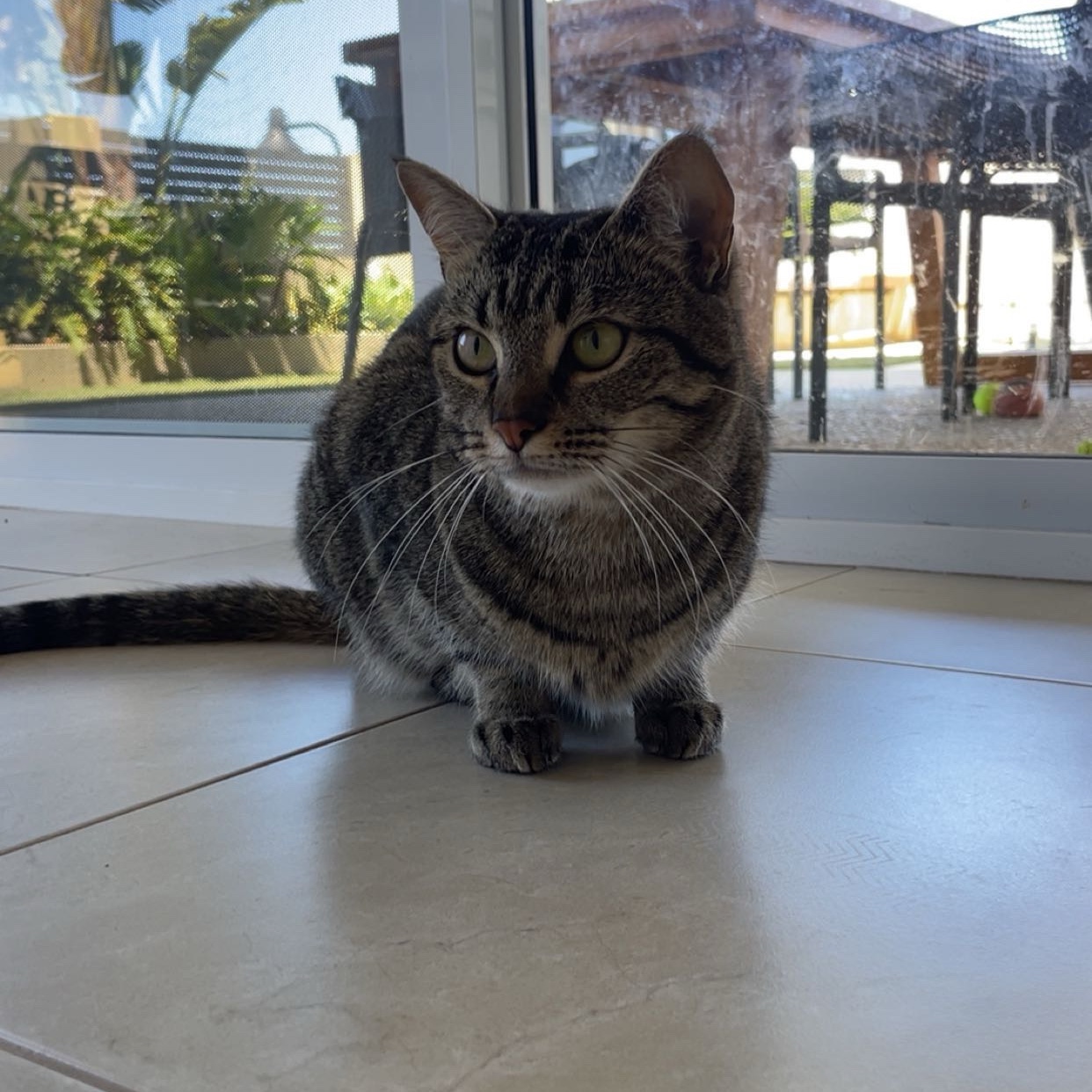 Frankie