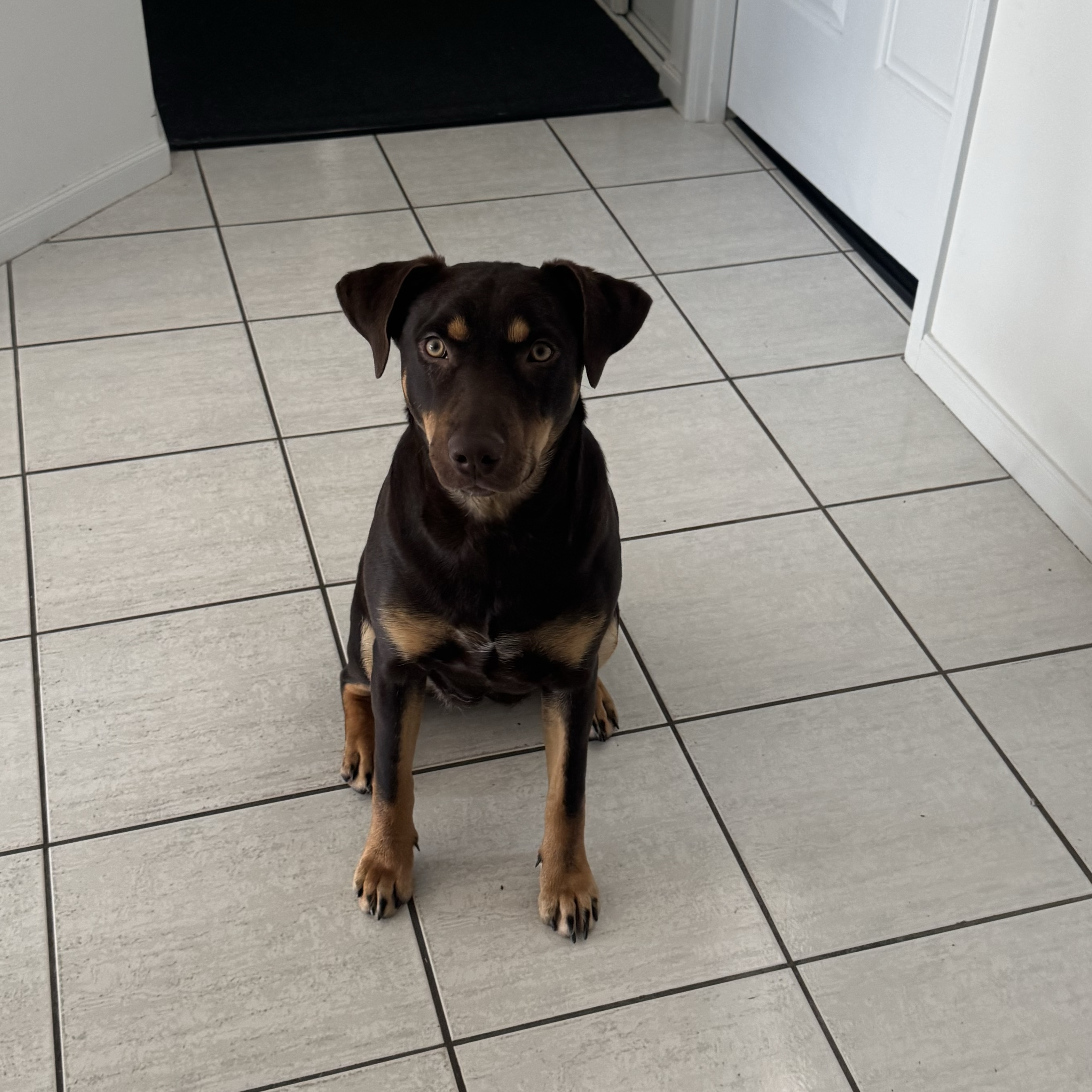 Hazel 