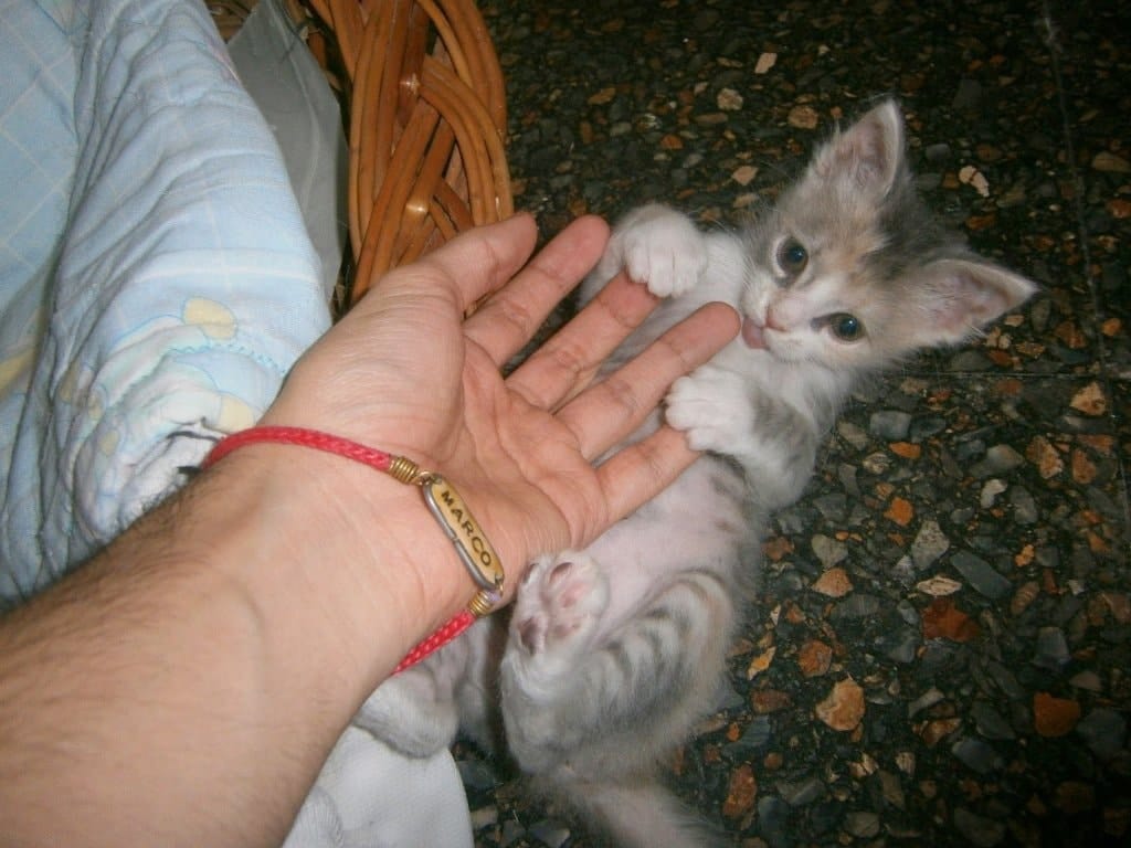 image-7