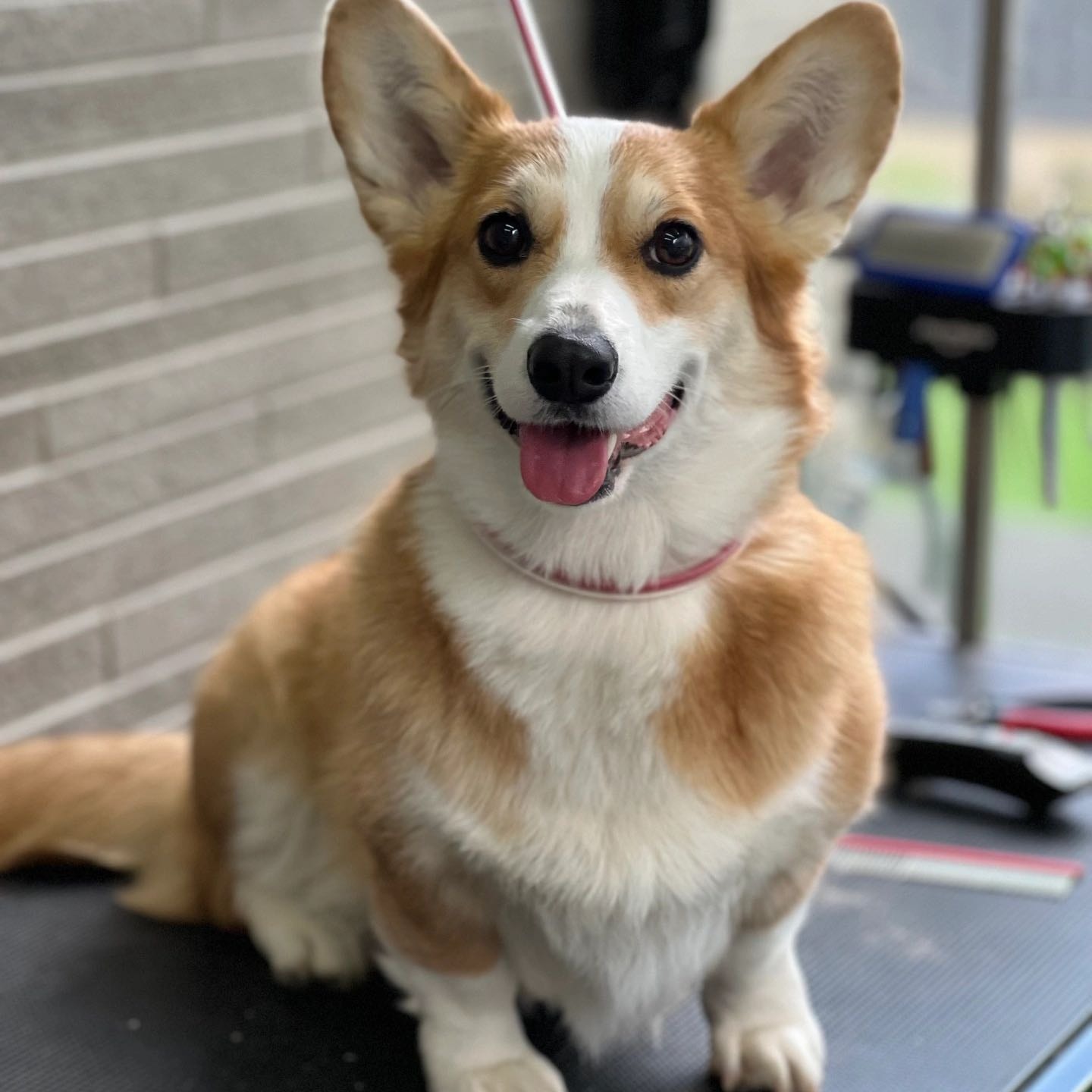 coco