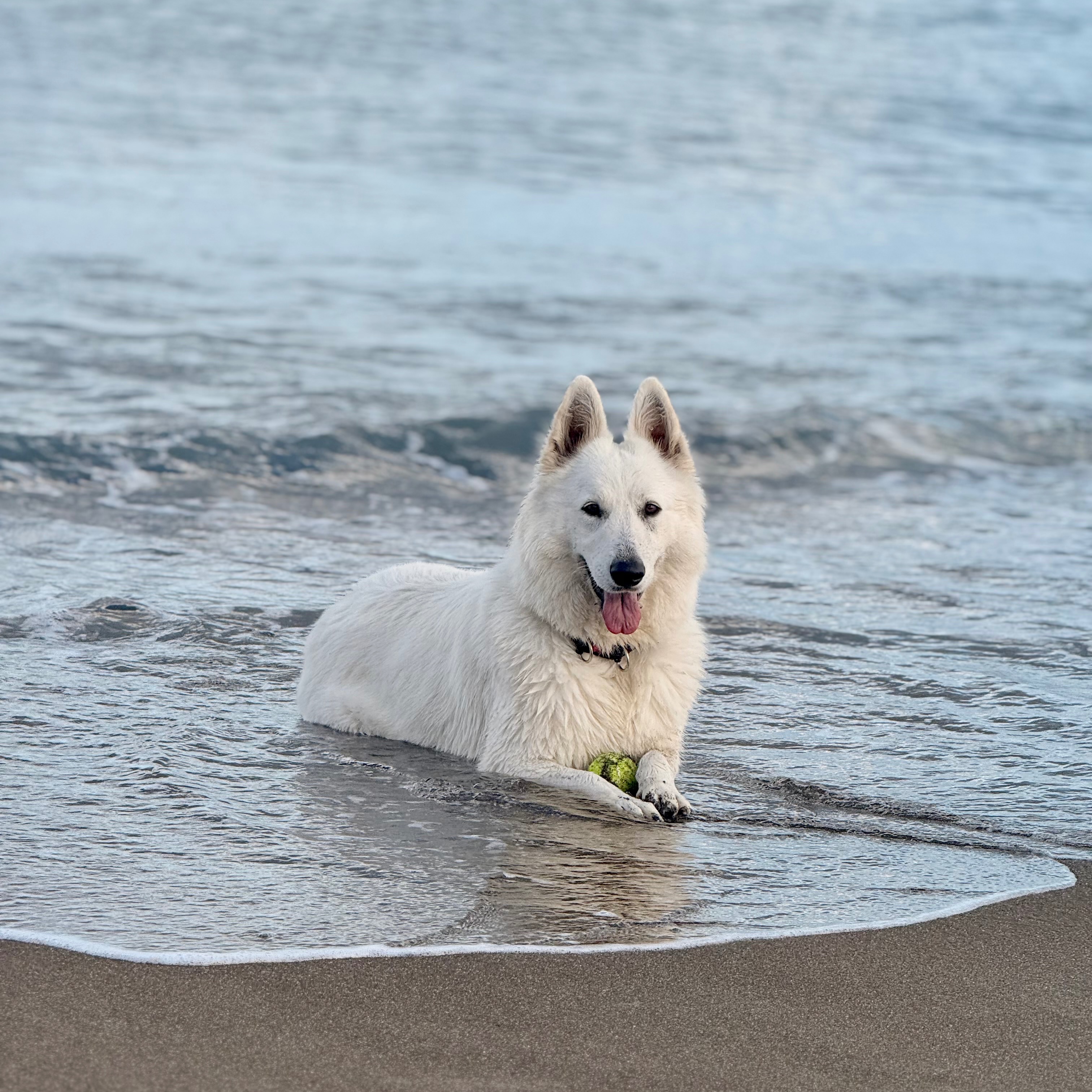 Koda