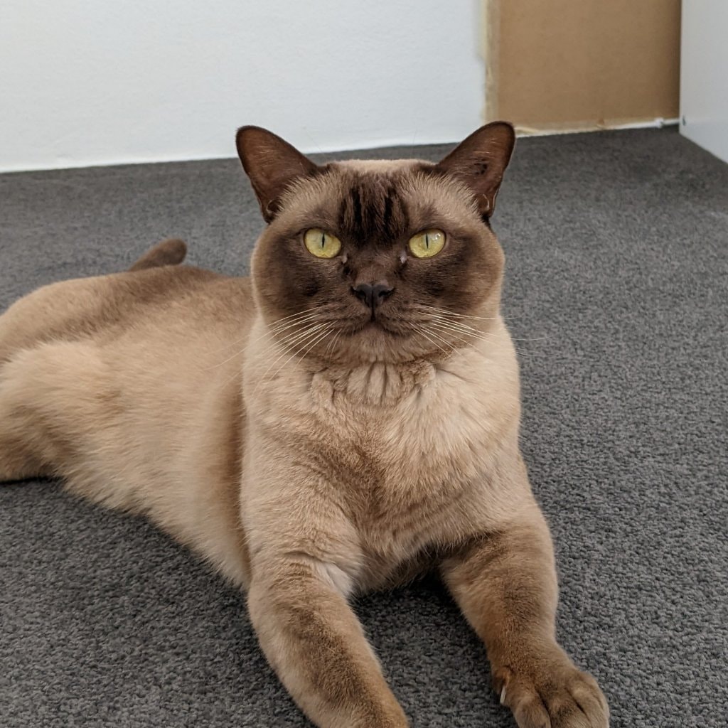 Bean 
