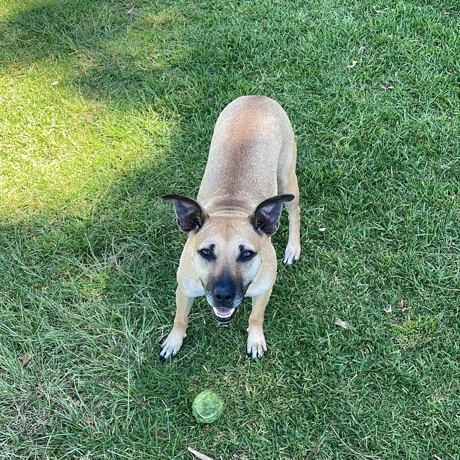 Zena