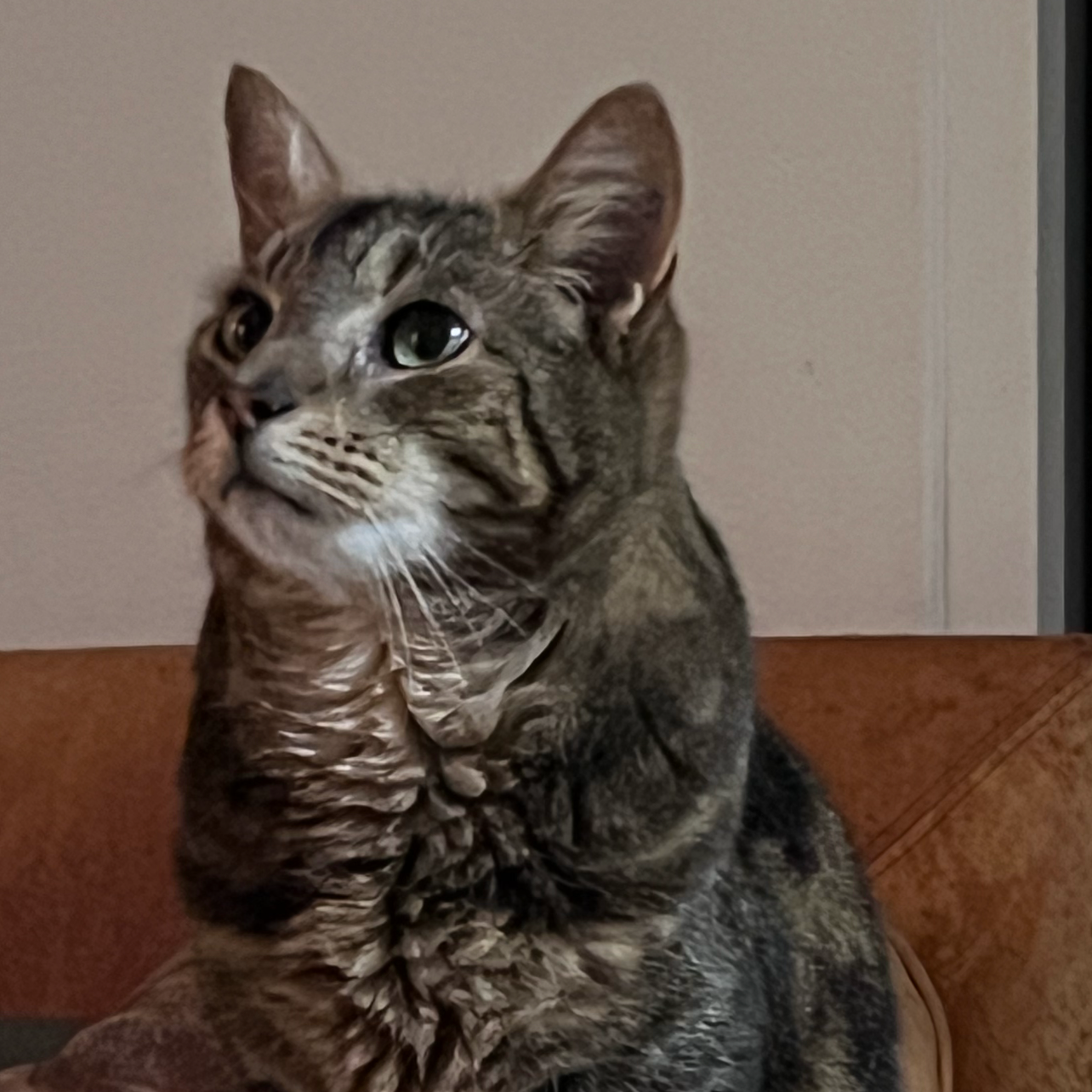 Kittycat 