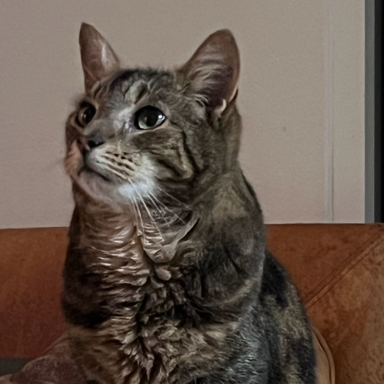 Kittycat