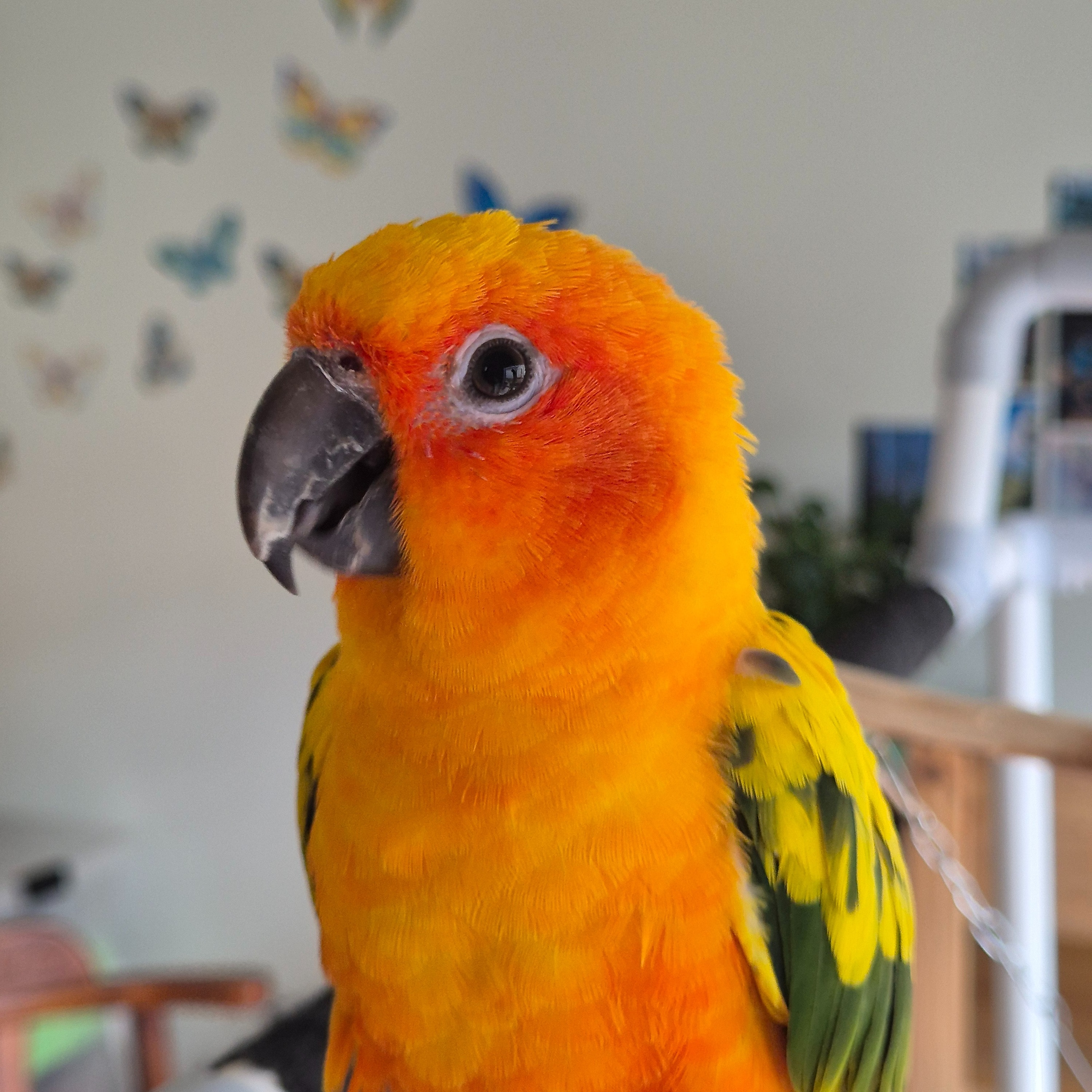 Rico