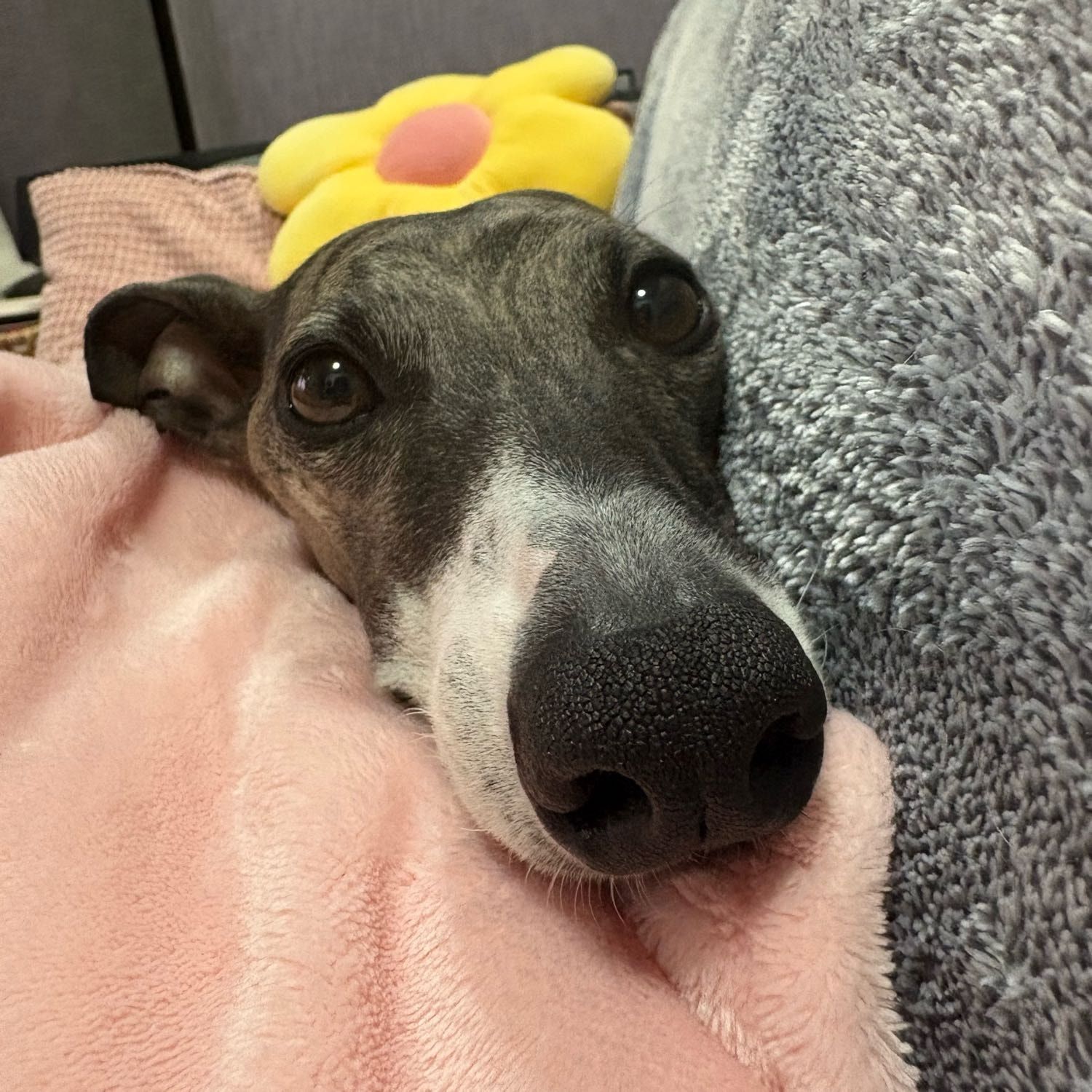 Daisy