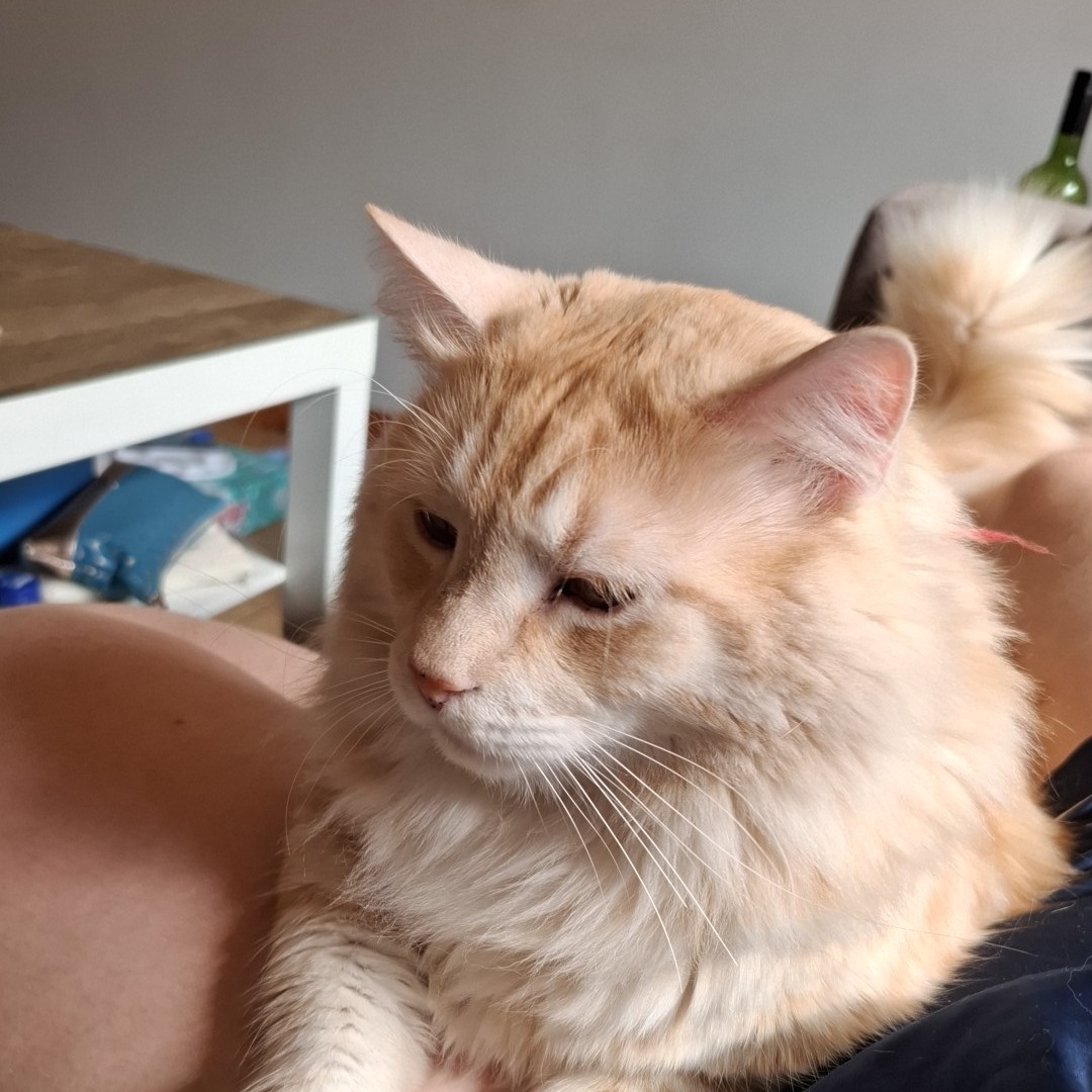 Kimba