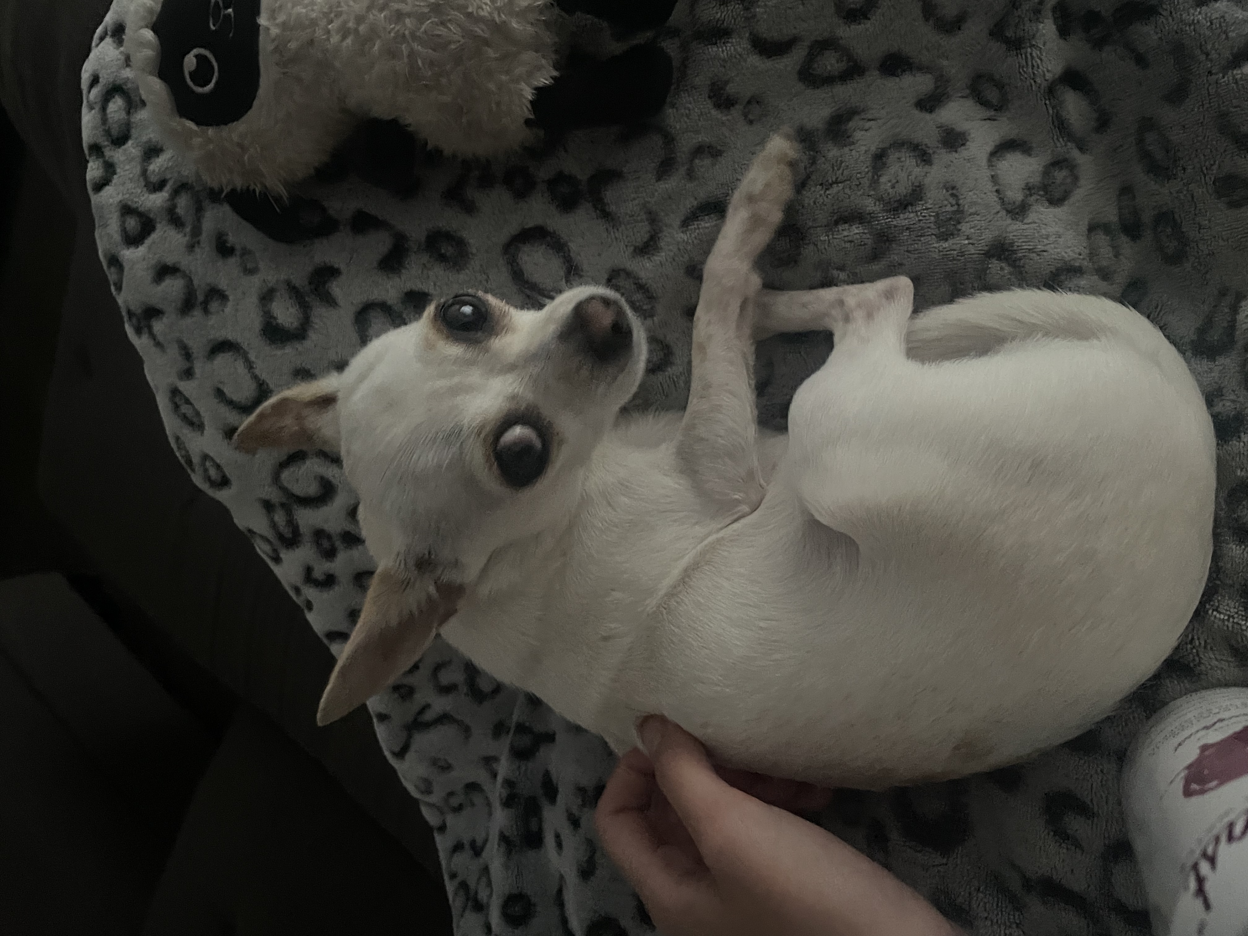 image-8