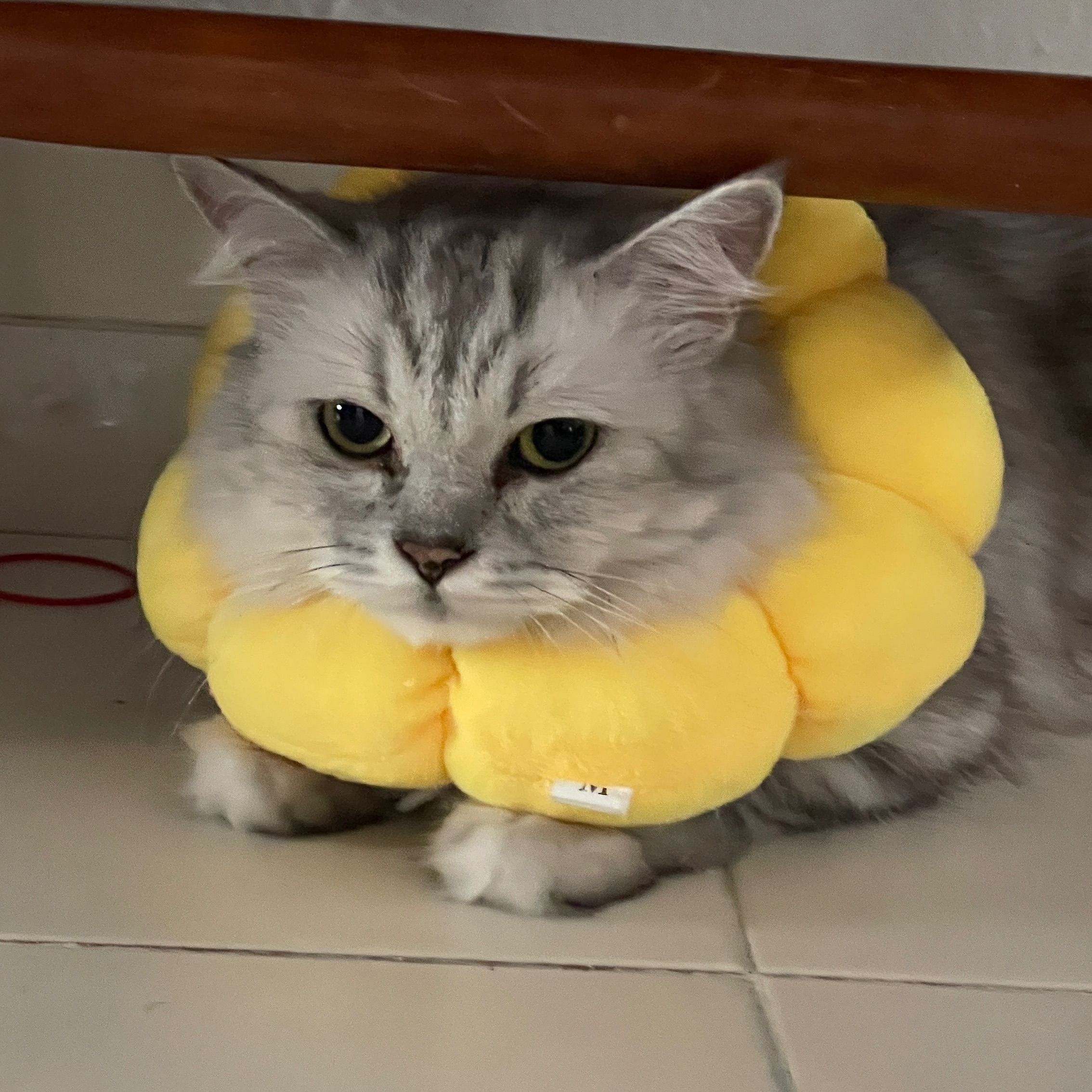 Neko
