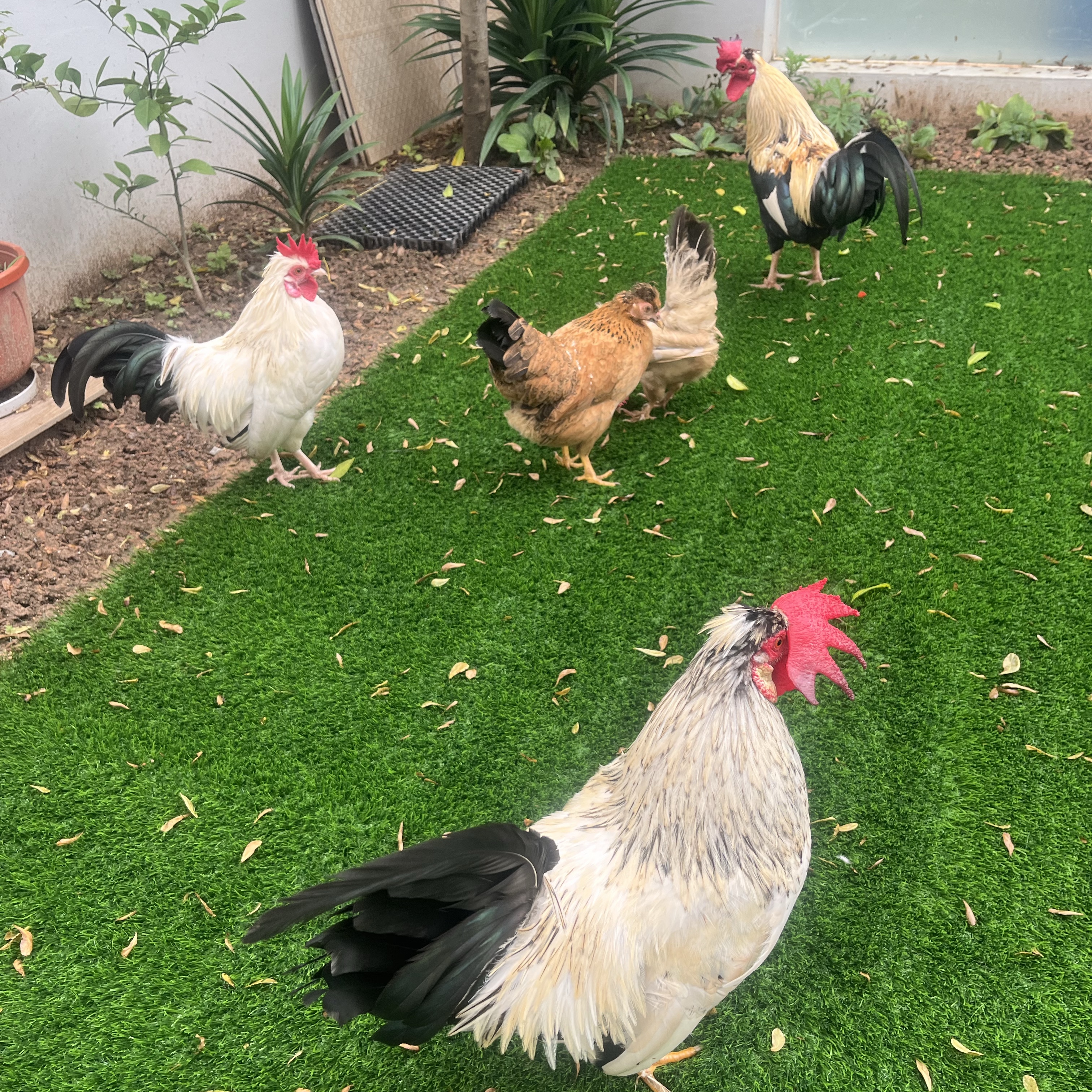 3 roosters and a hen