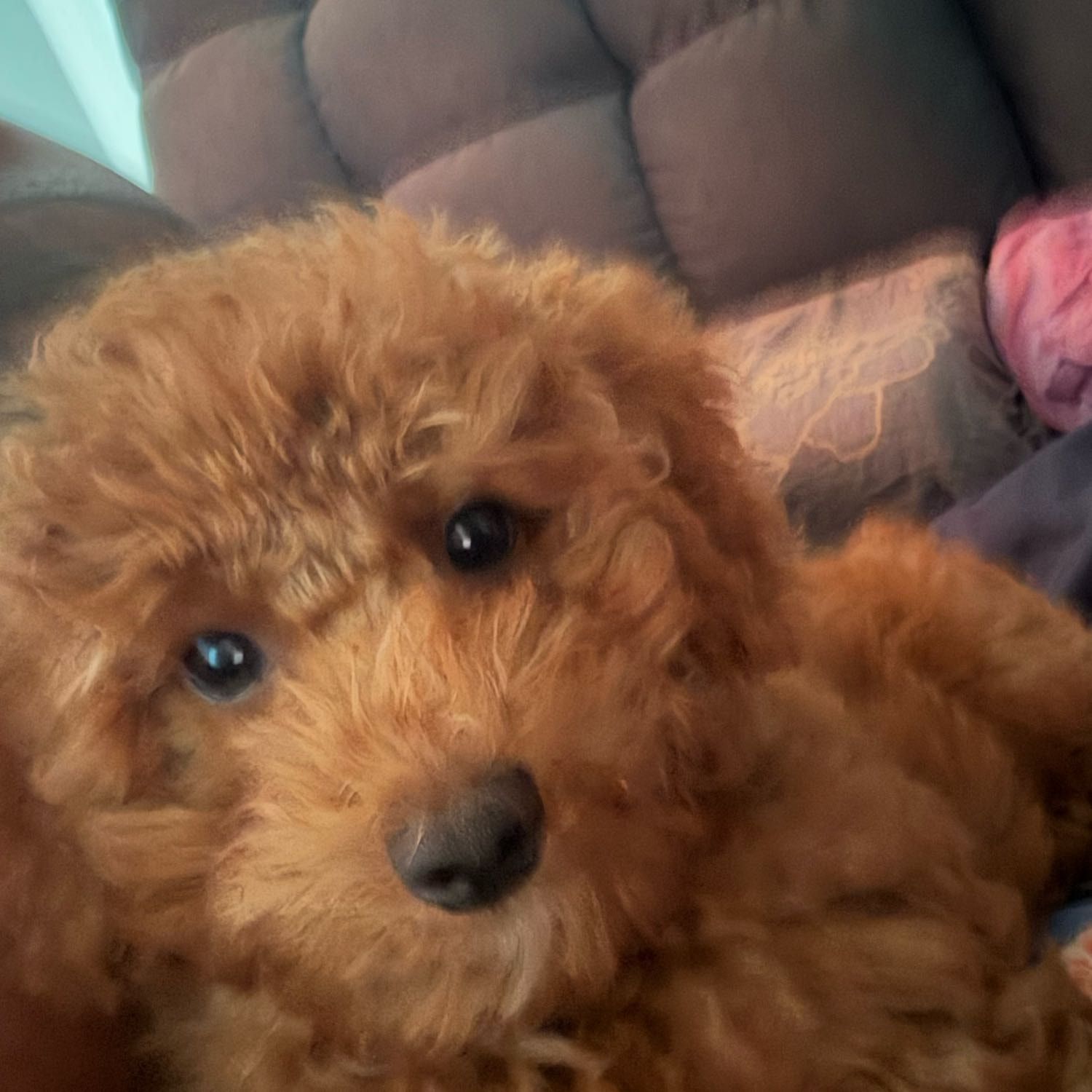 Milo