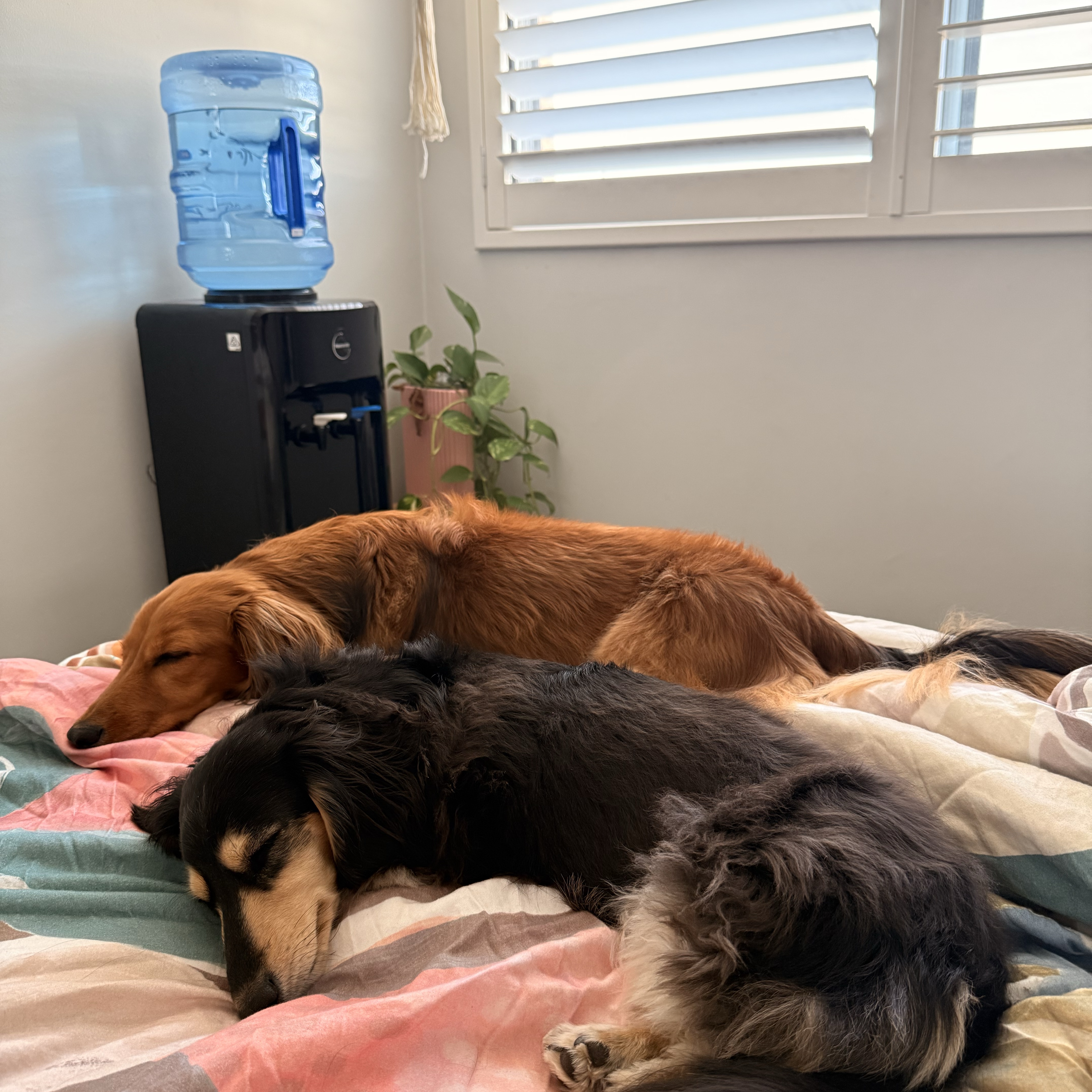 Wednesday & Louis