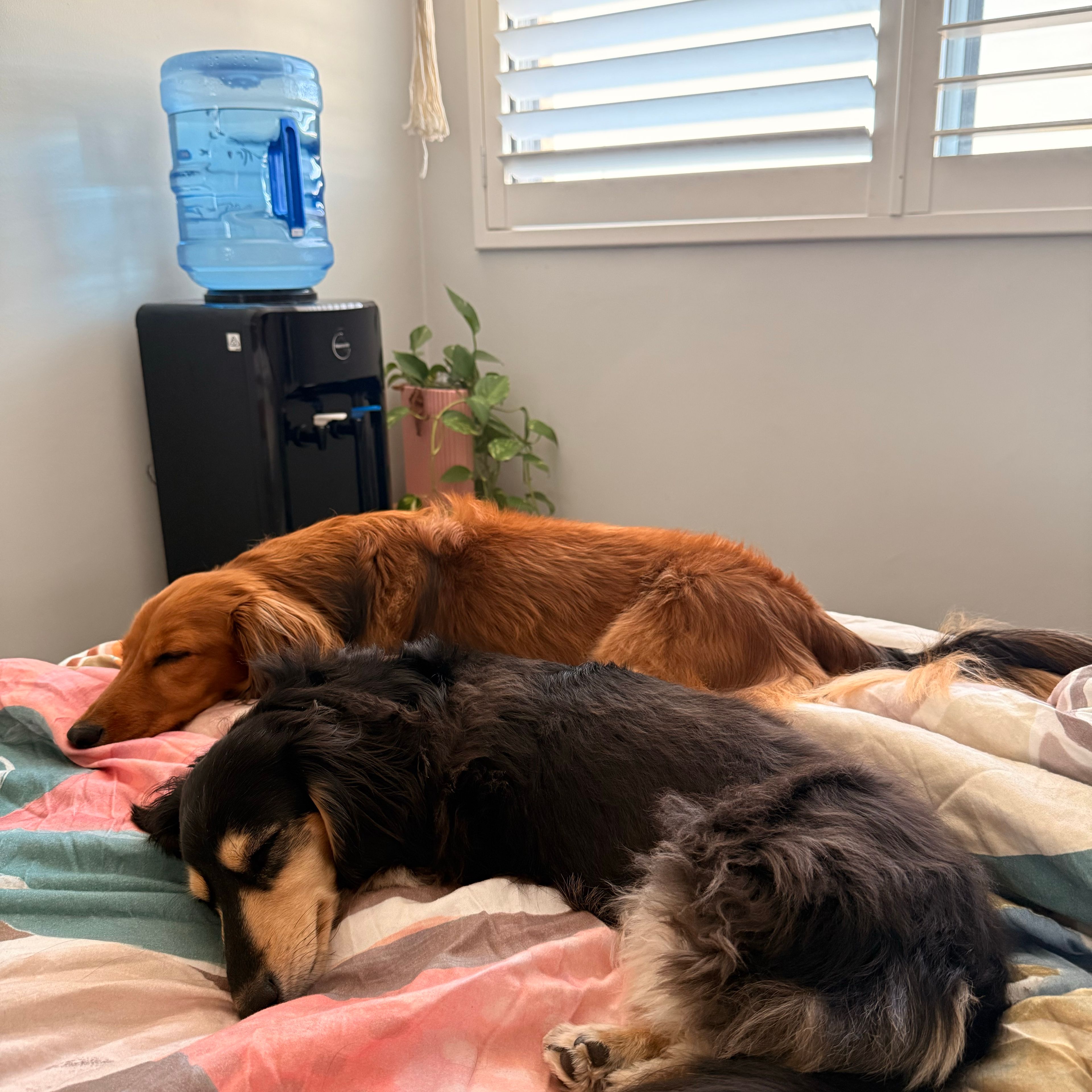 Wednesday & Louis