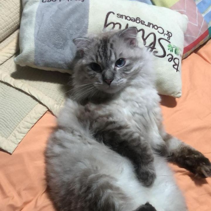 Titi