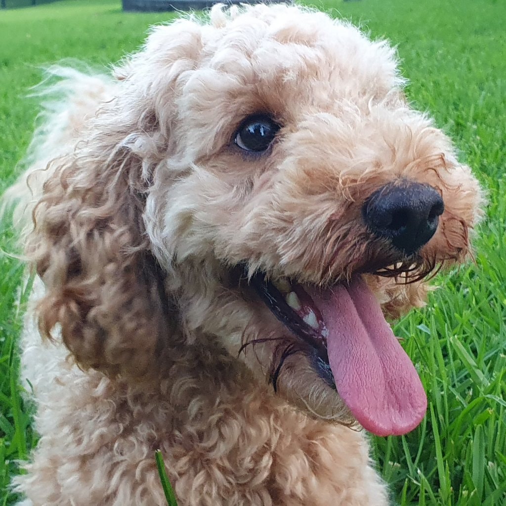 Toby