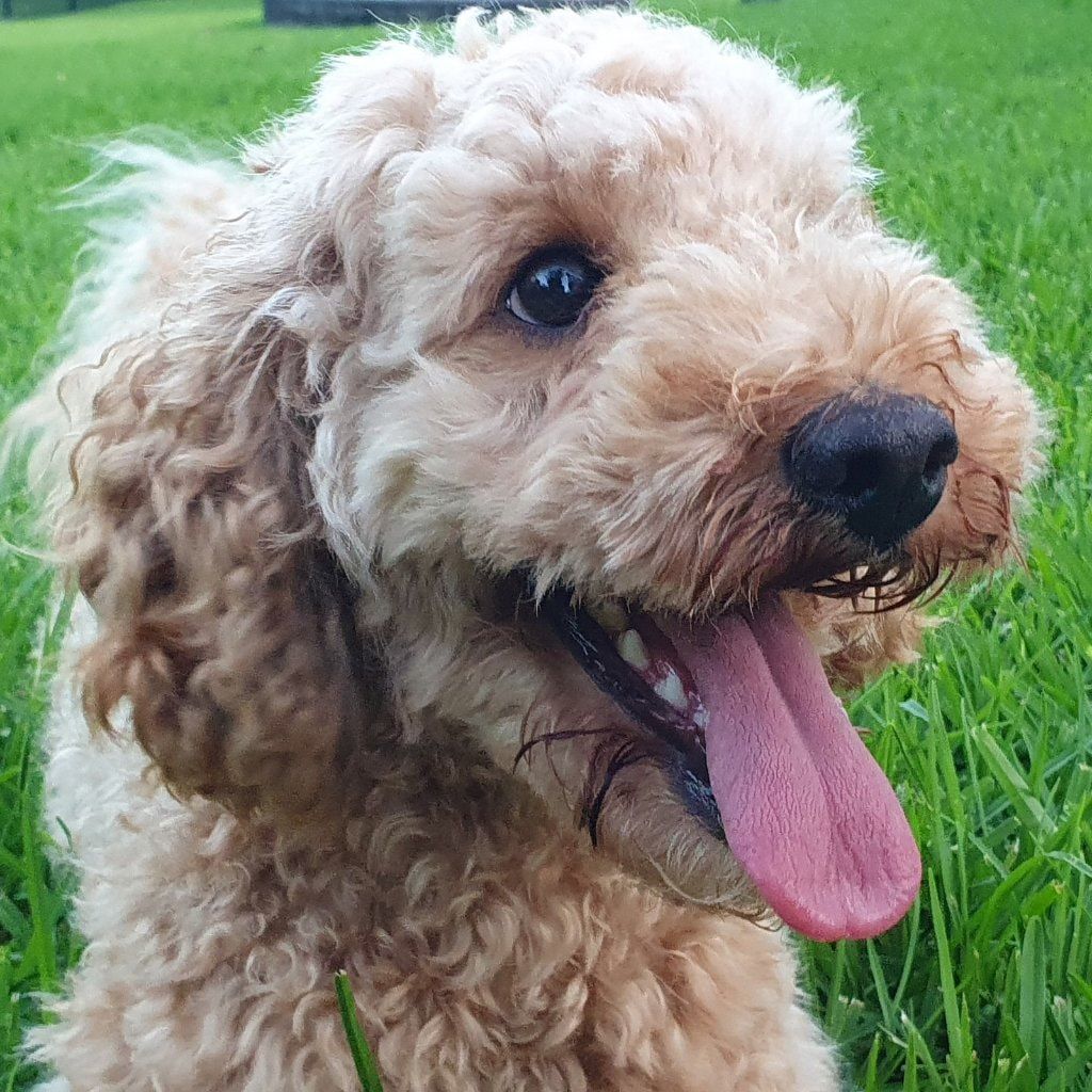 Toby