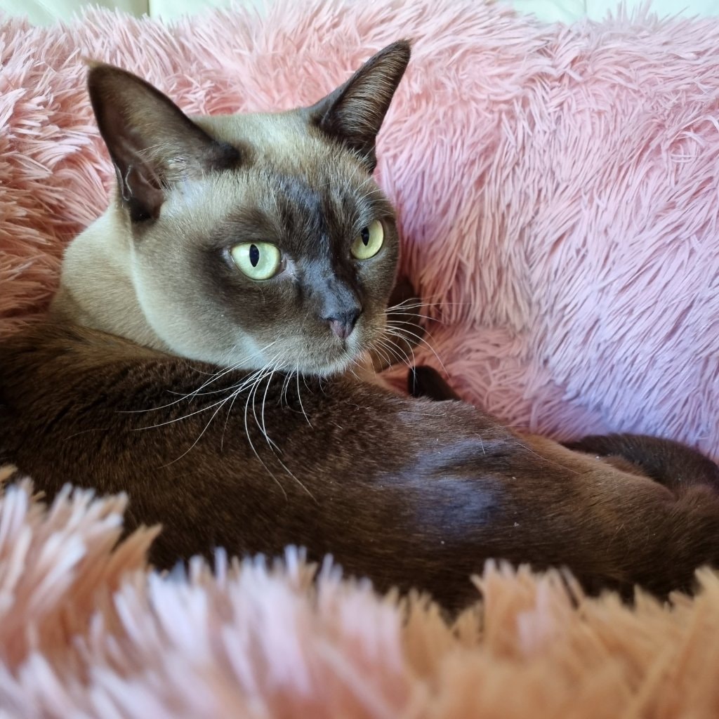 Mocha