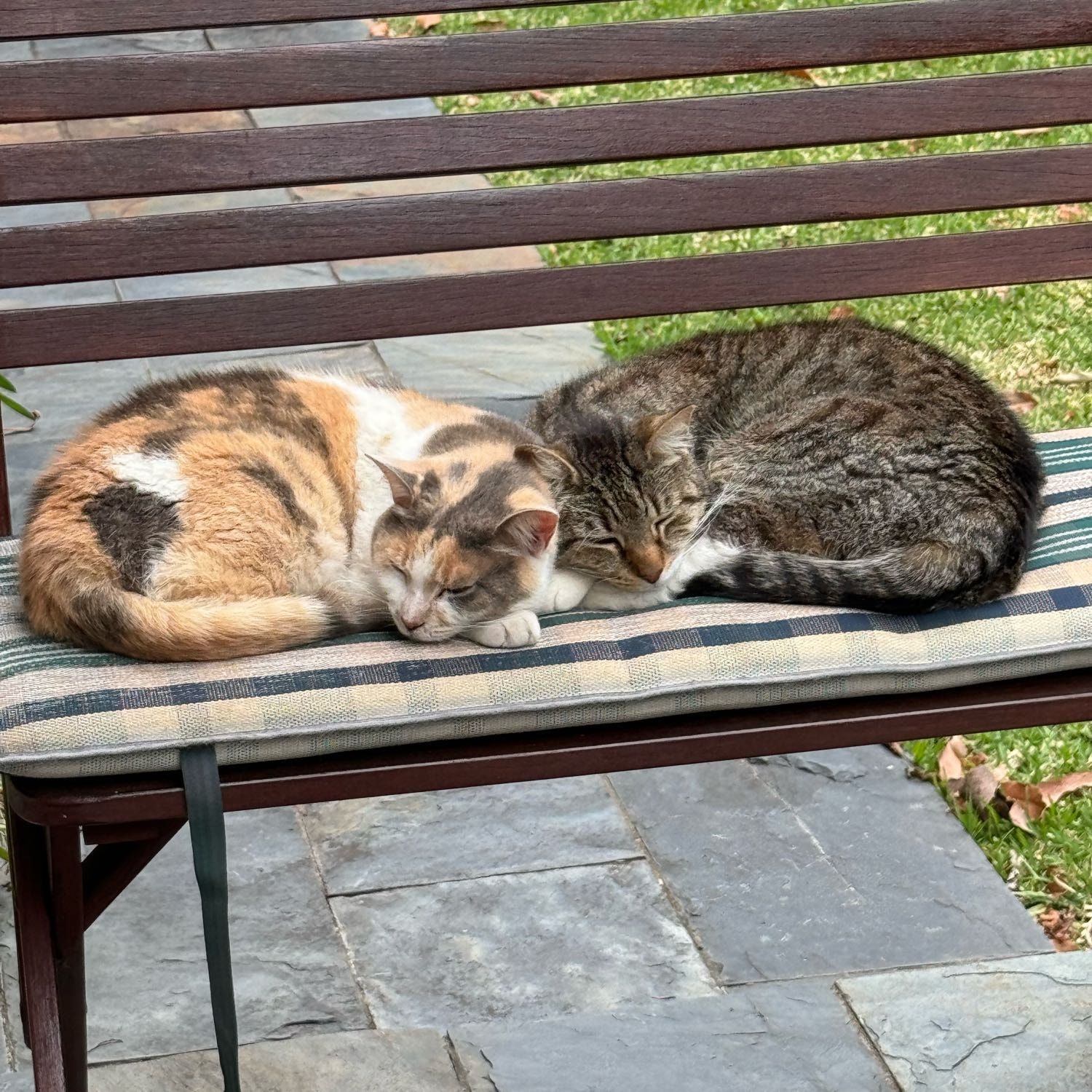 Orange Blossom & Grayson