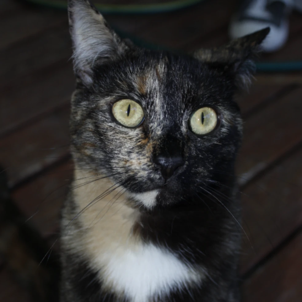 Willow