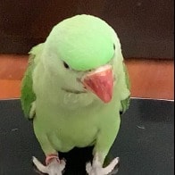 Rupoo