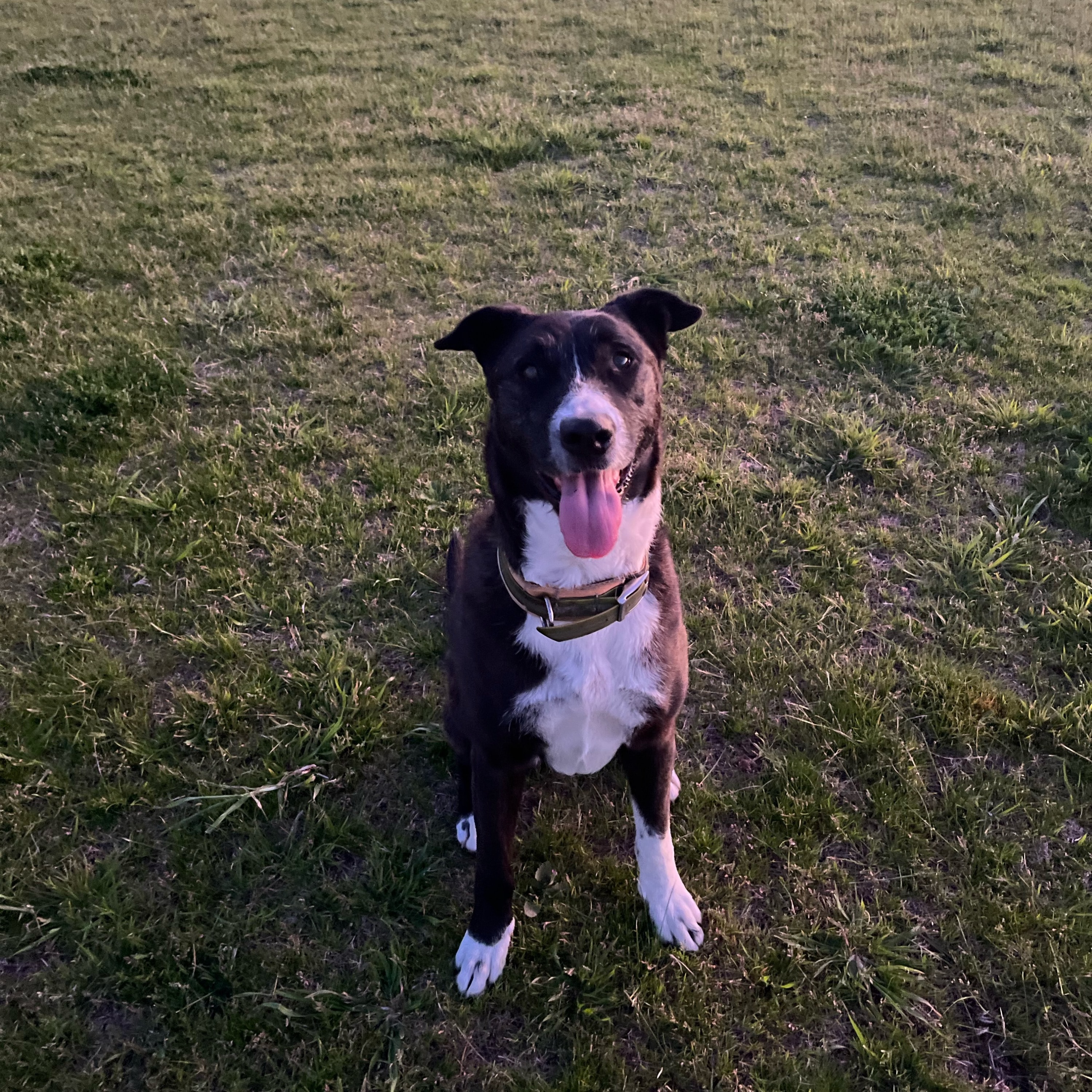 Elka