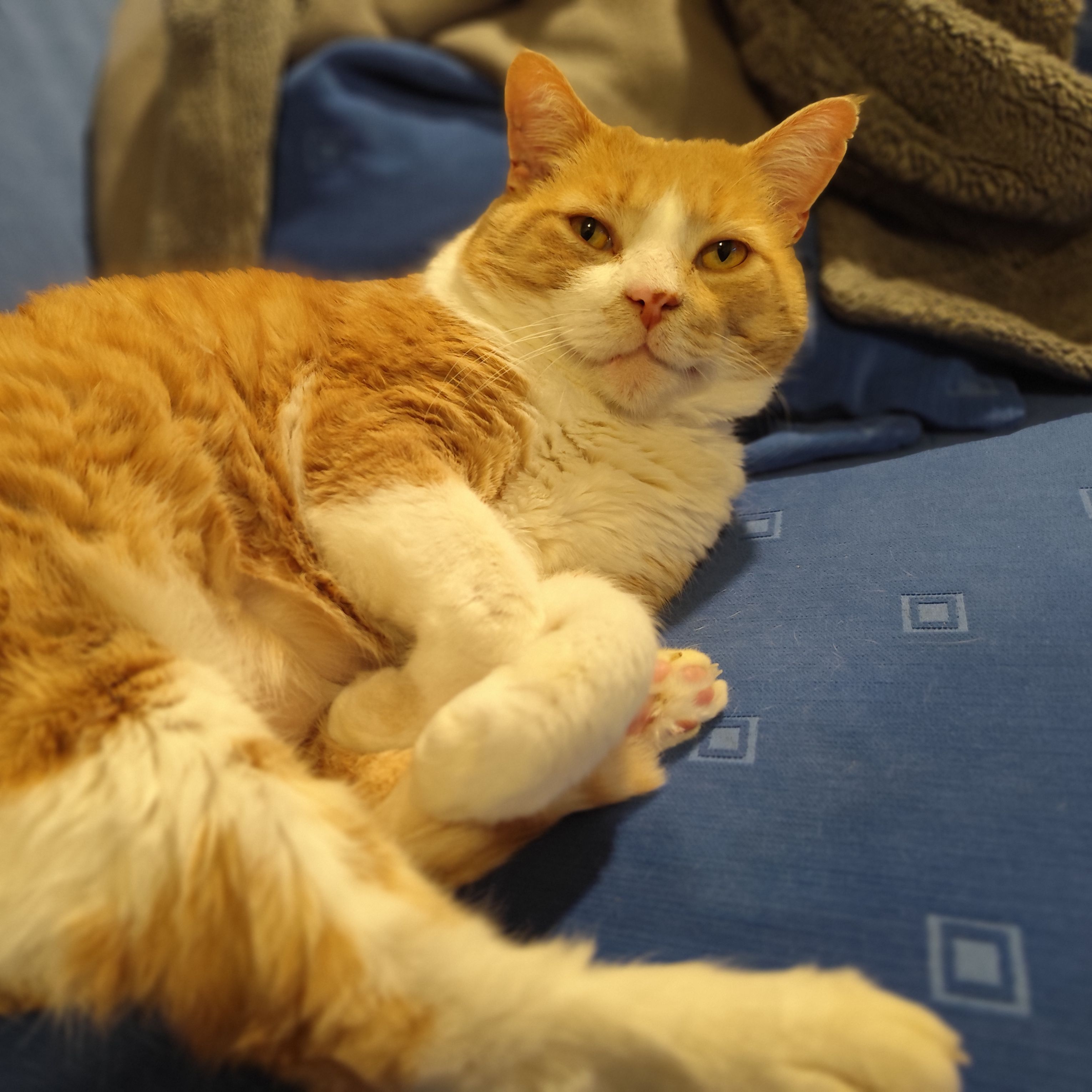 Toffee