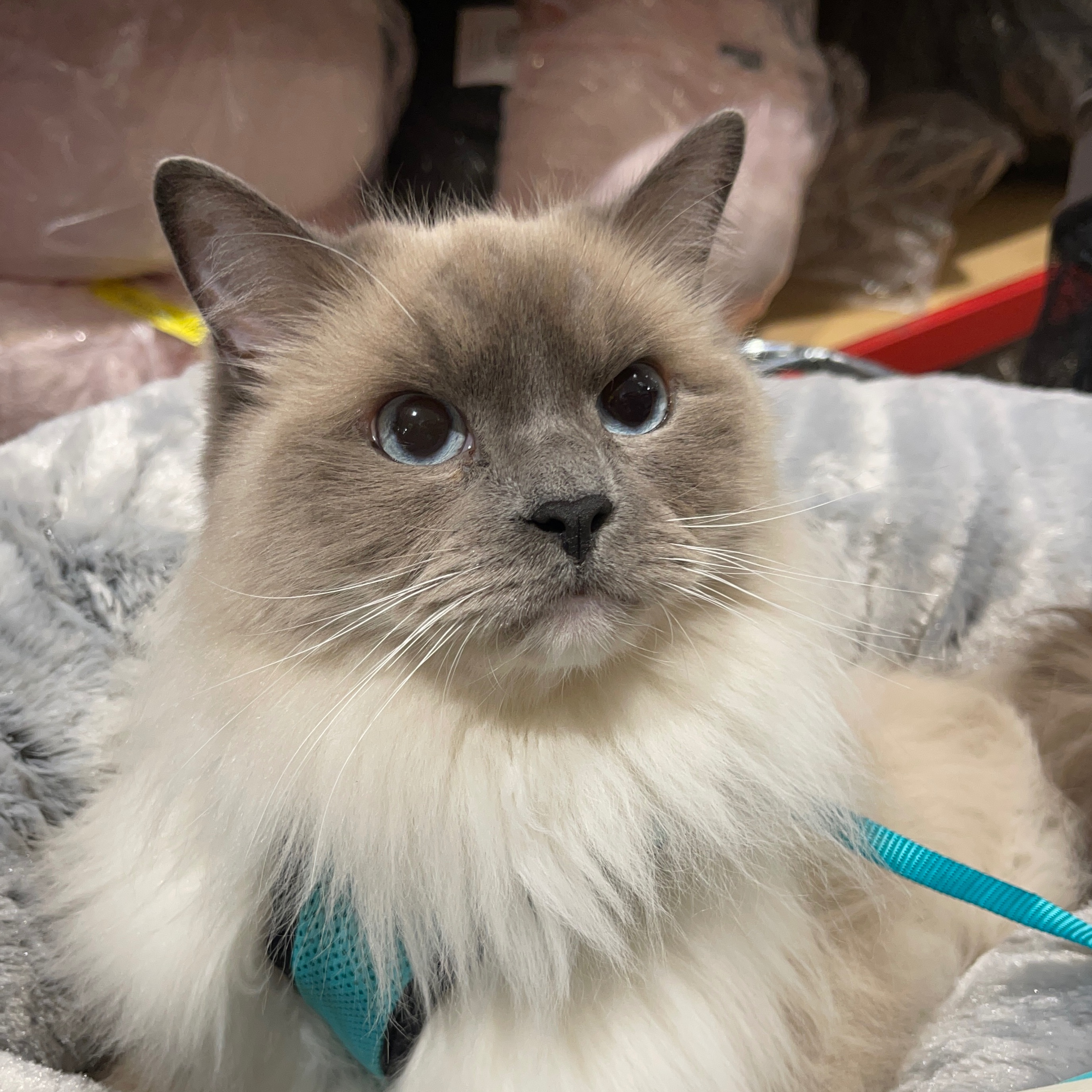 Atticus 