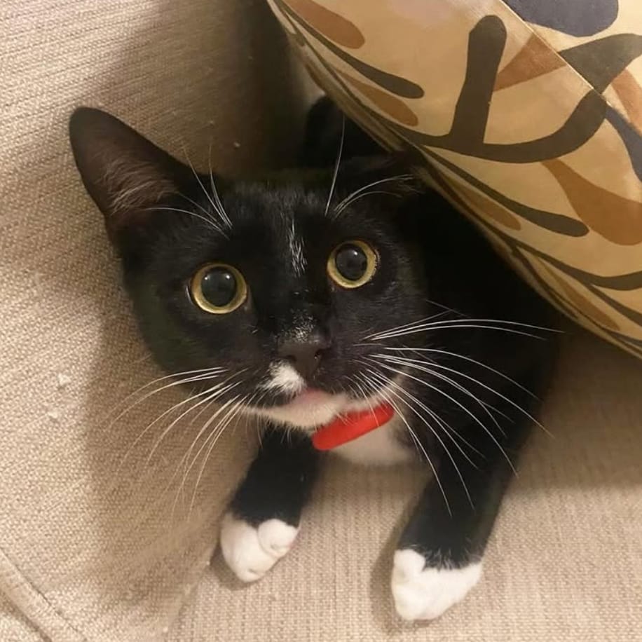 Mr Miyagi