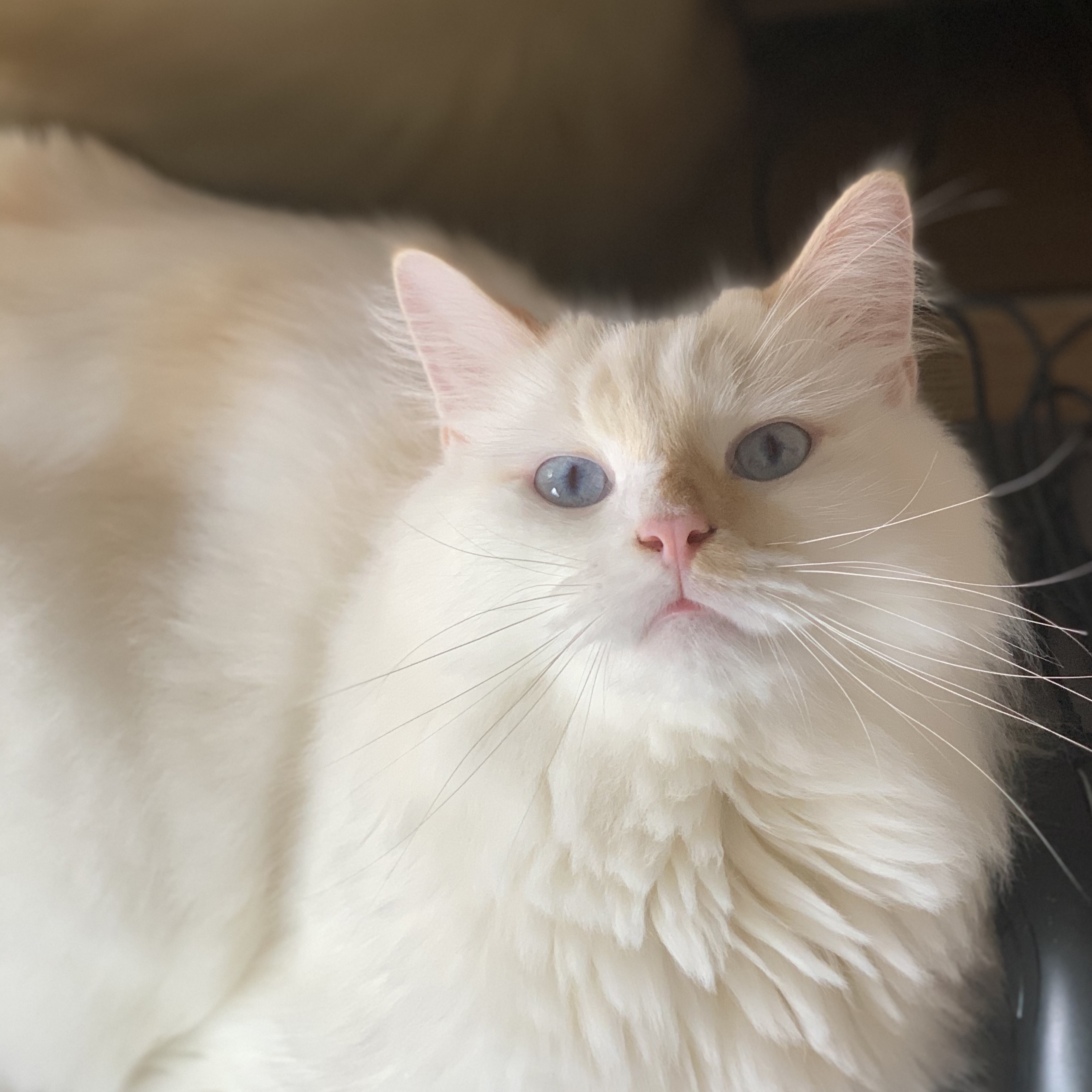 QQ