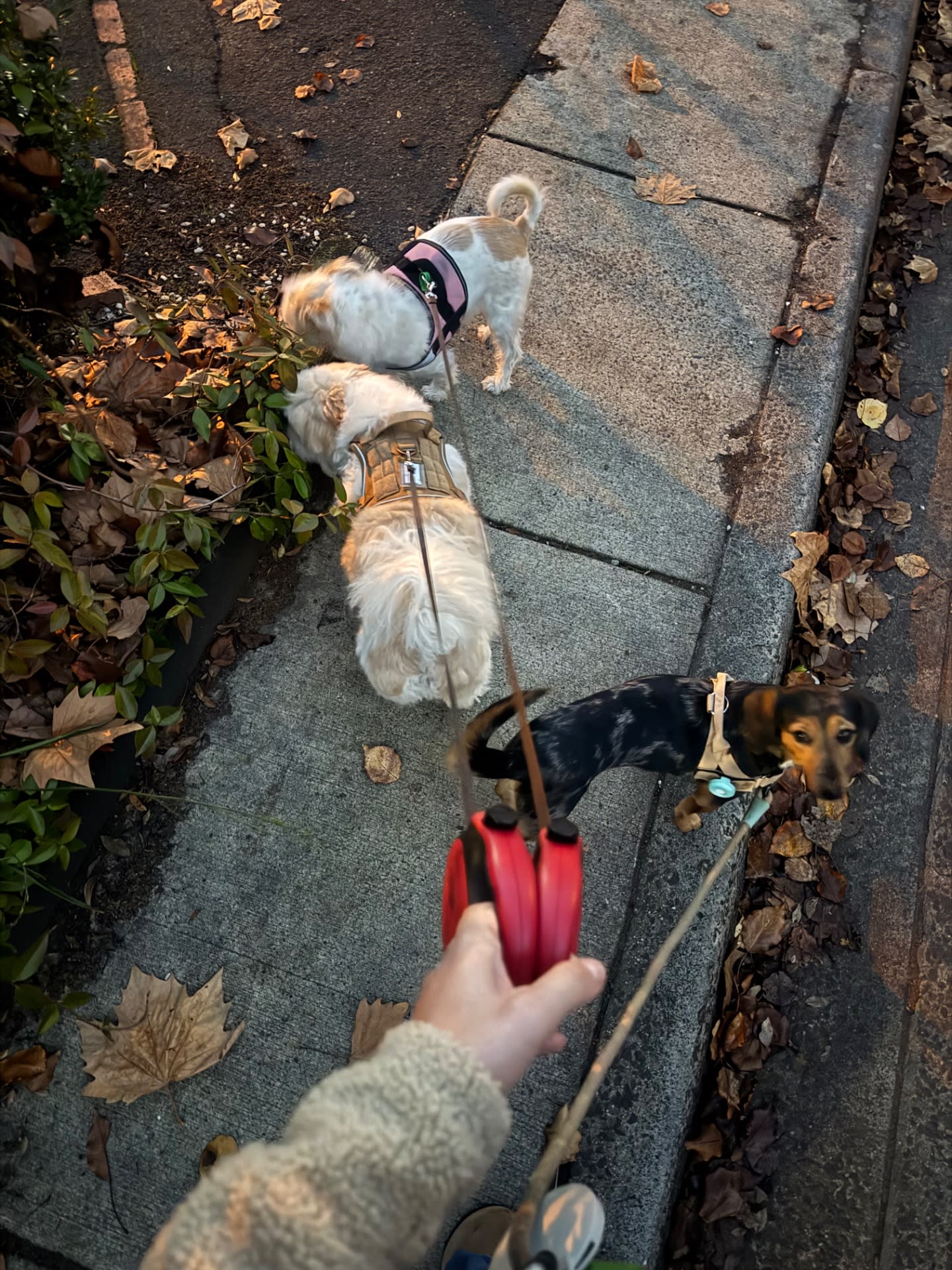 image-5