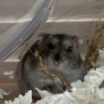 Thomas the Tank Engine 🚂