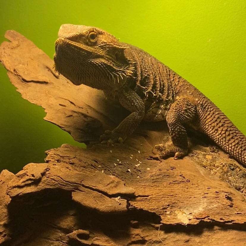Barney